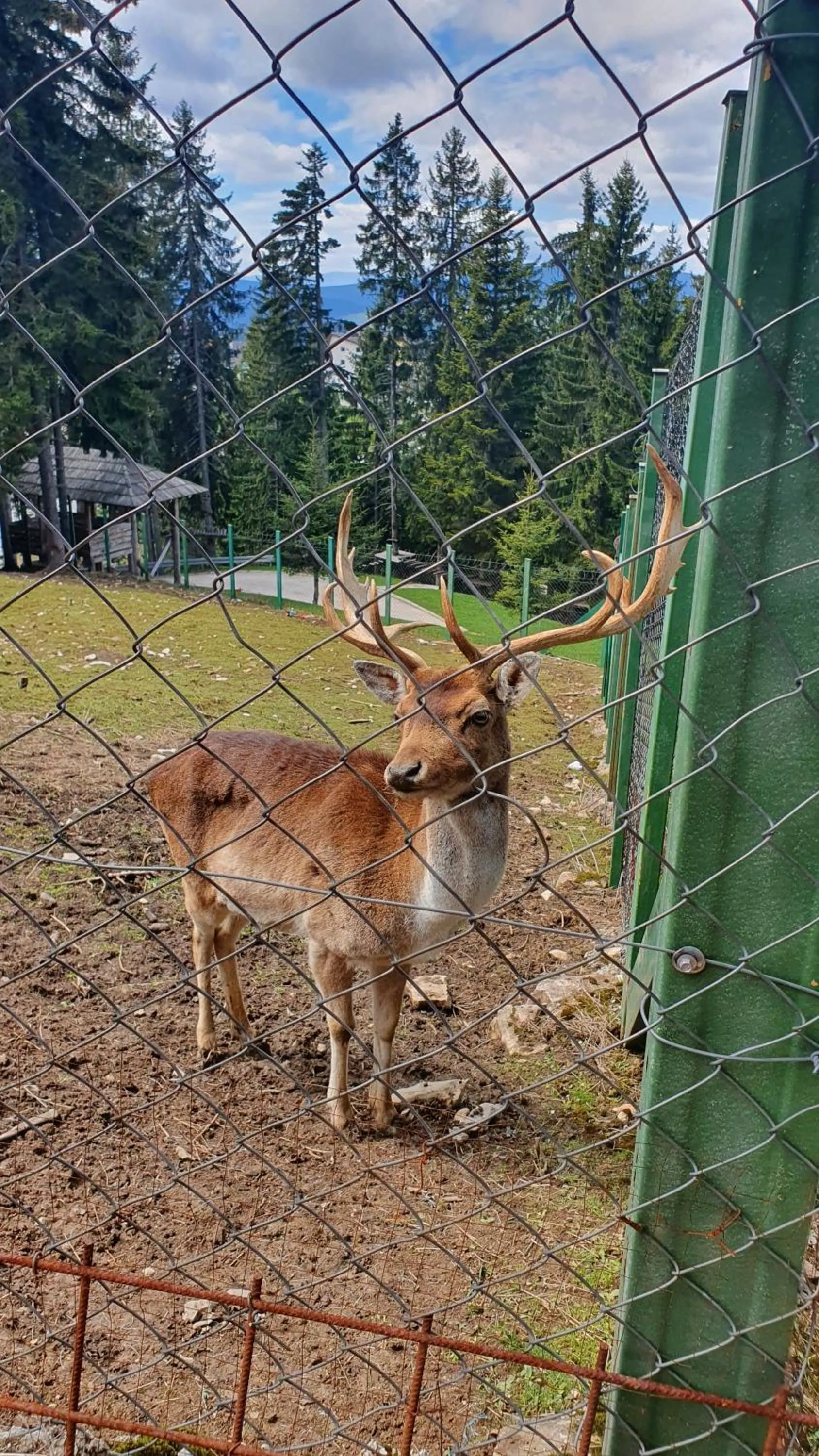 Animals in Eko-FIS Vlašić
