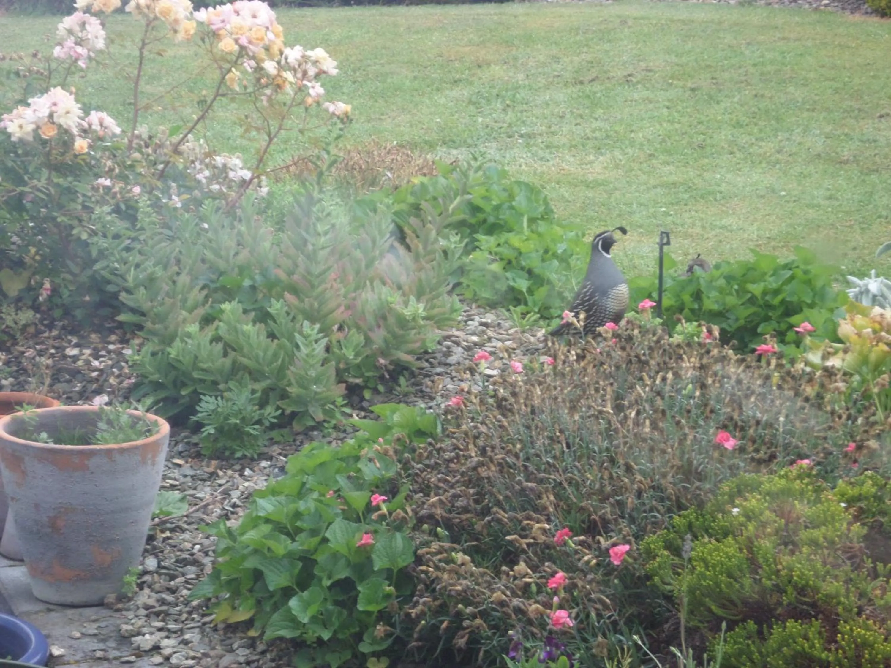 Garden in Central Chalets Ltd