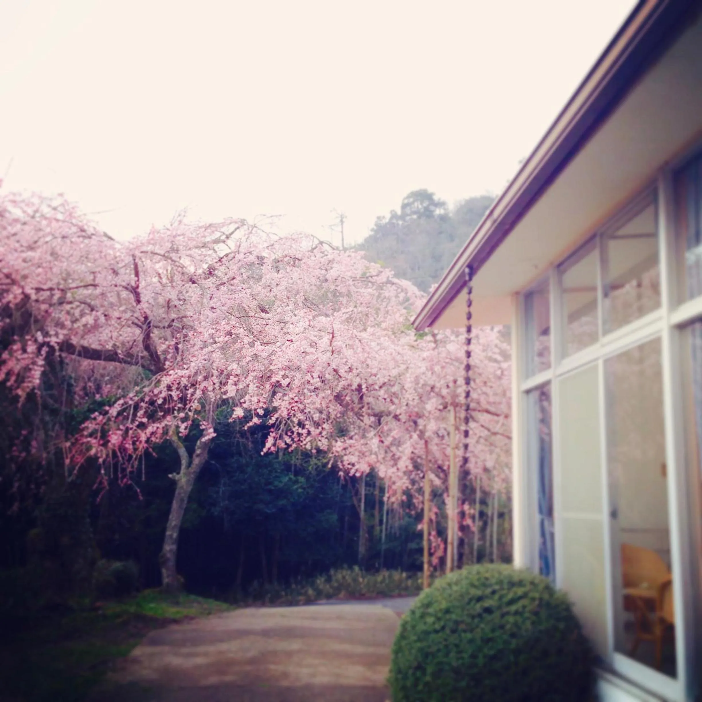 Seasons in Amanohashidate Youth Hostel