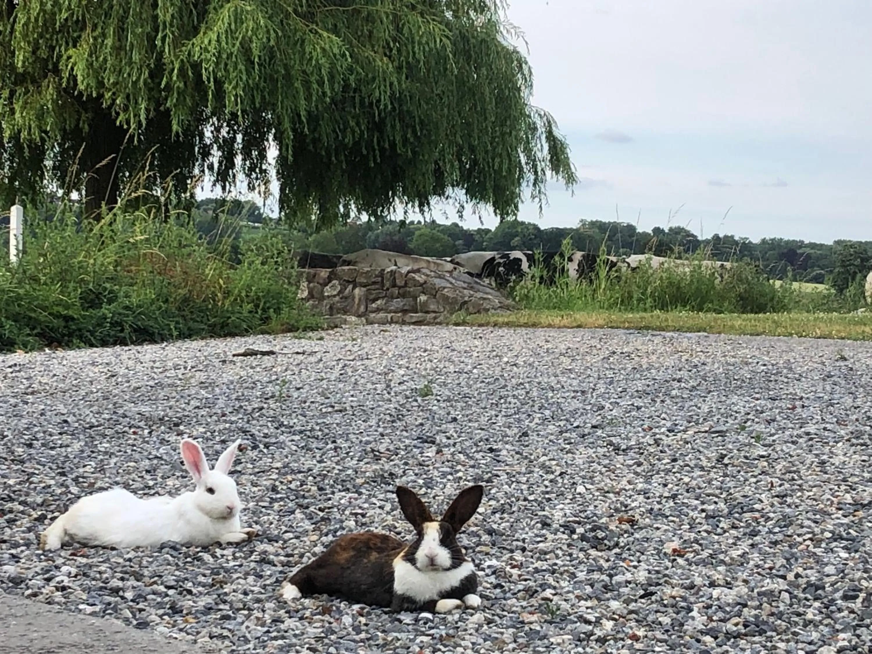 Garden in Ferme Delgueule