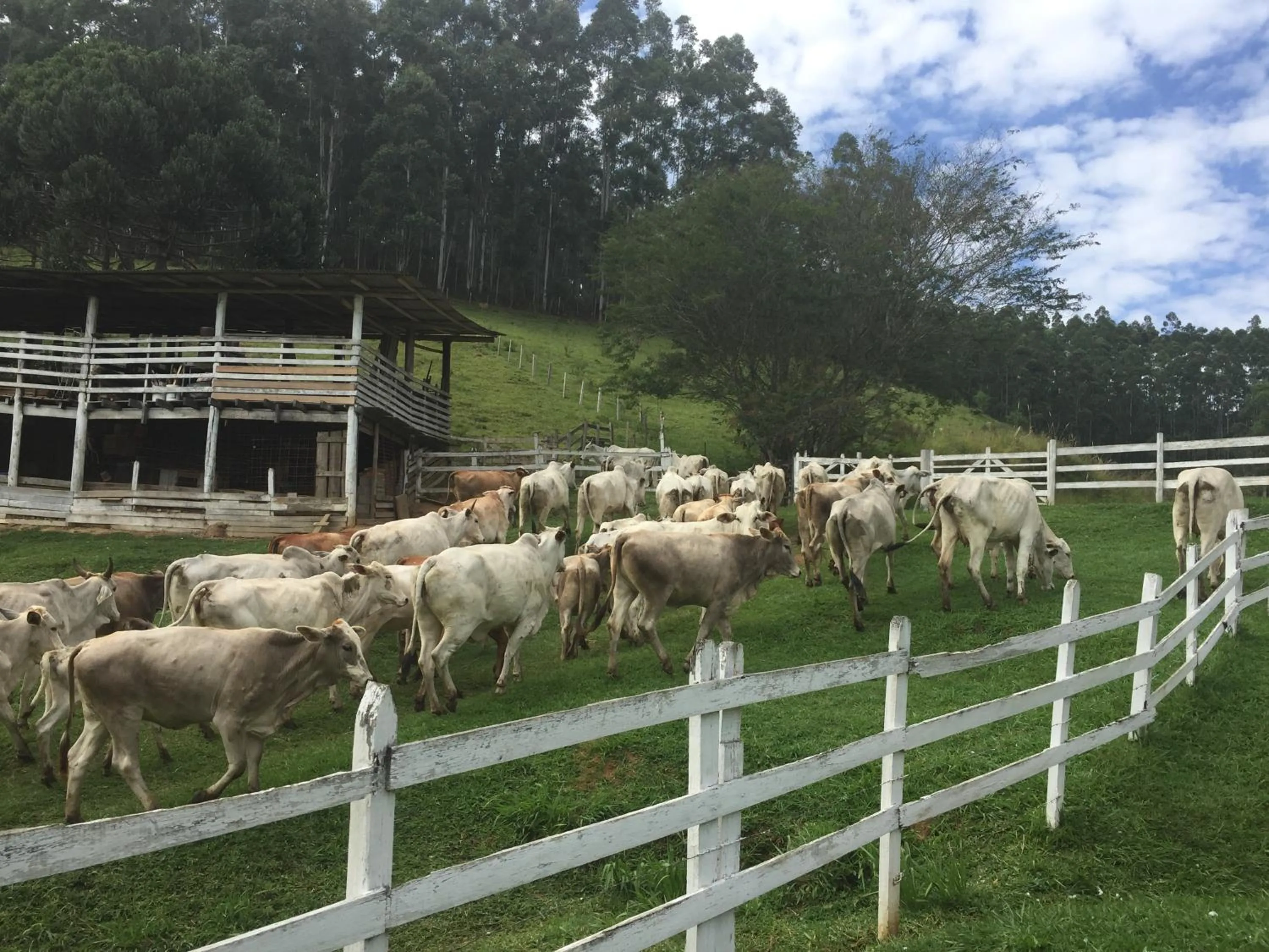 Fazenda Chico Pereira