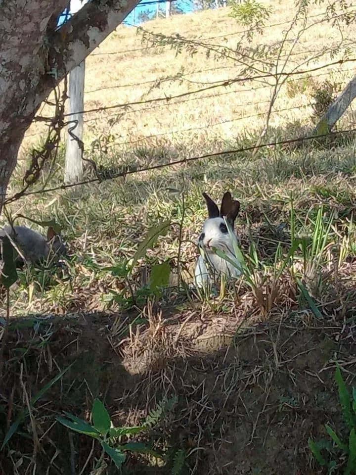 Fazenda Chico Pereira