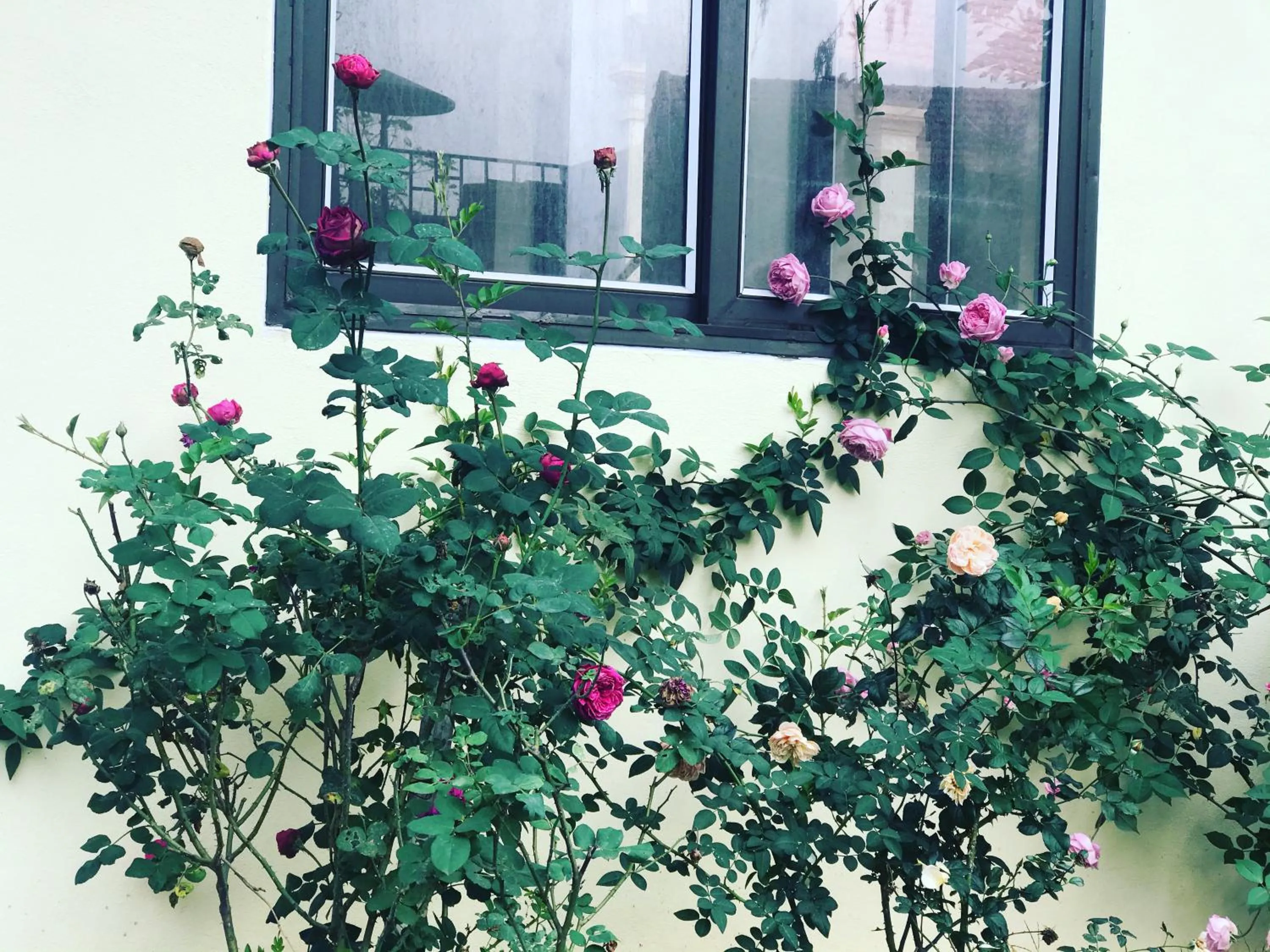 Sunny Trang An homestay