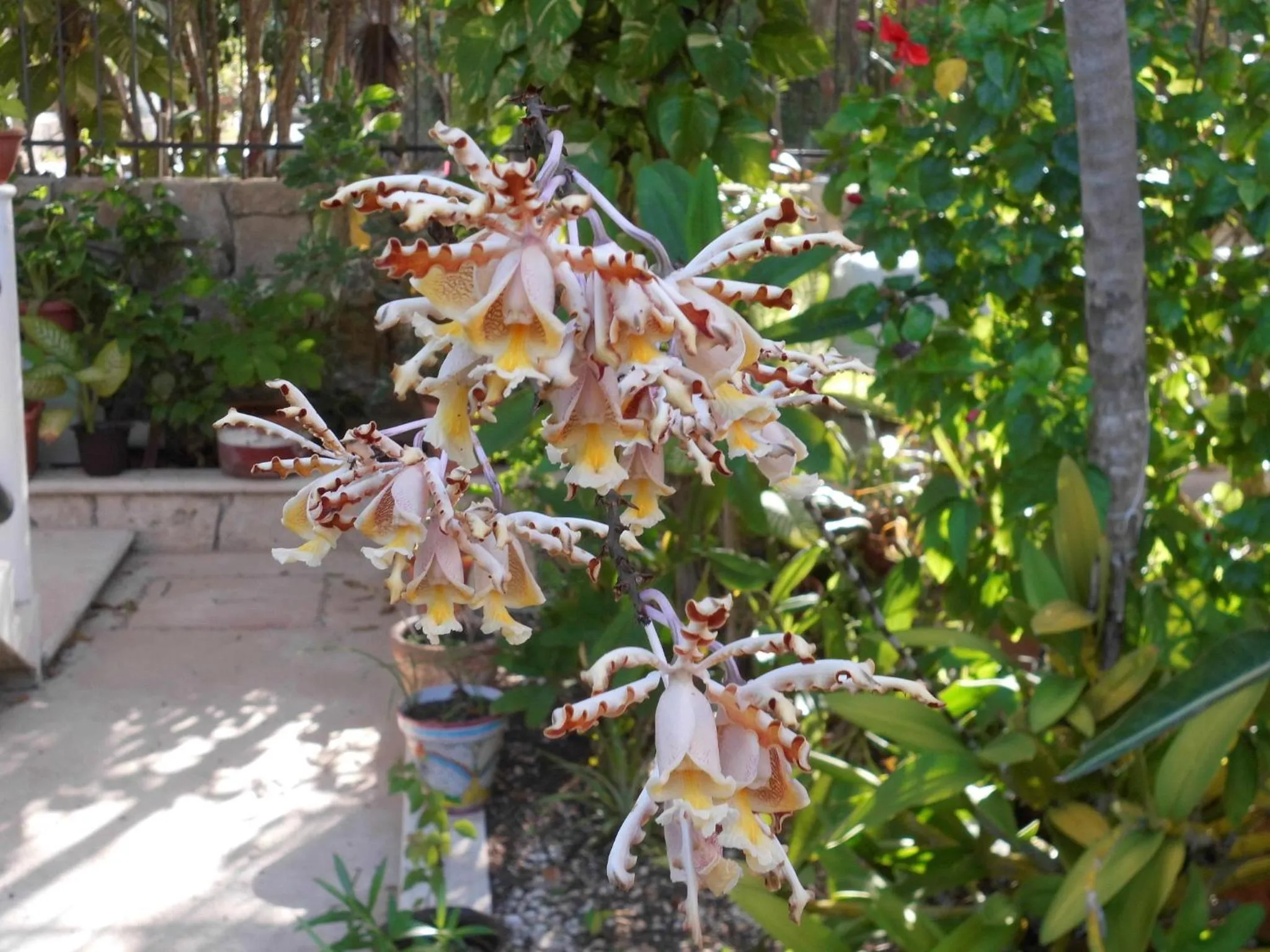 Garden view in Casa Gatos