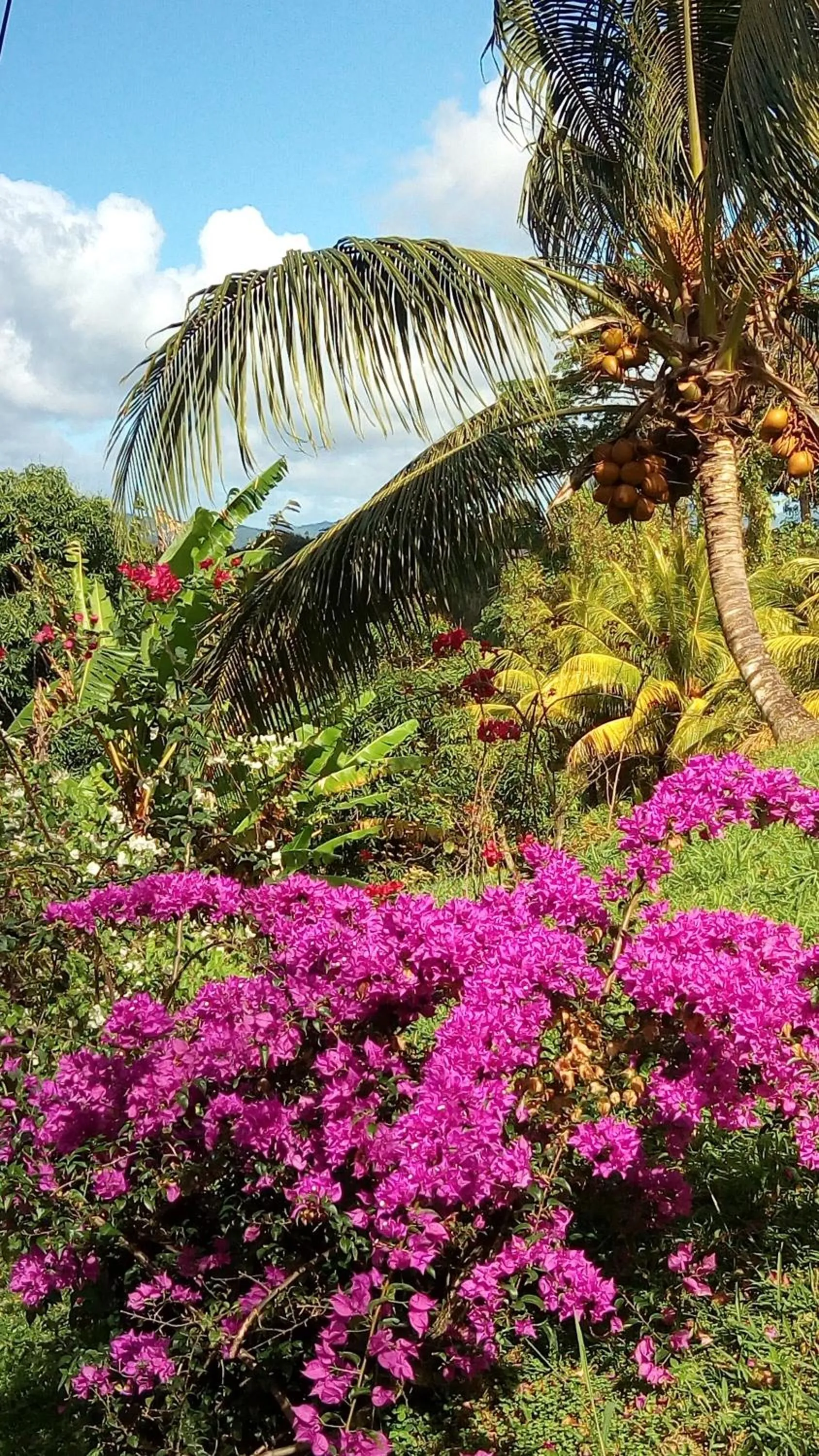 Garden in Havre de paix à Fort de France