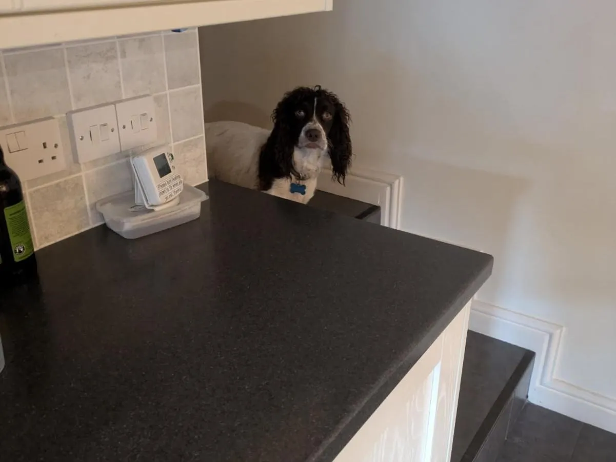 Pets in The Millers Cottage