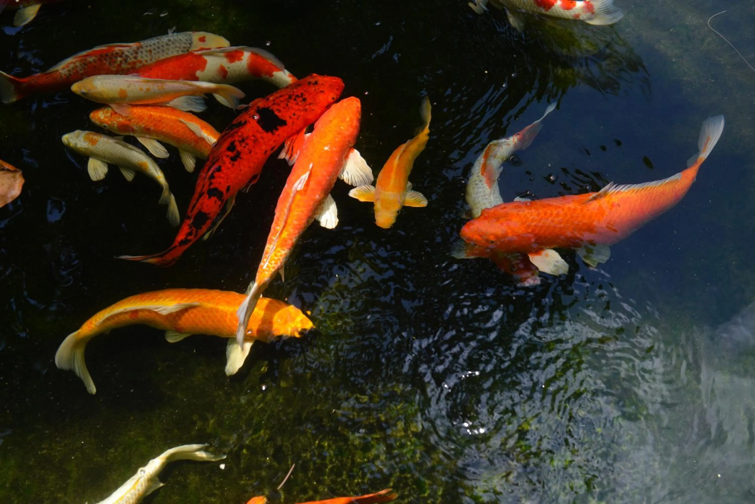 Natural landscape in Twin Lotus Resort and Spa - SHA Plus - Adult Only "November - April"