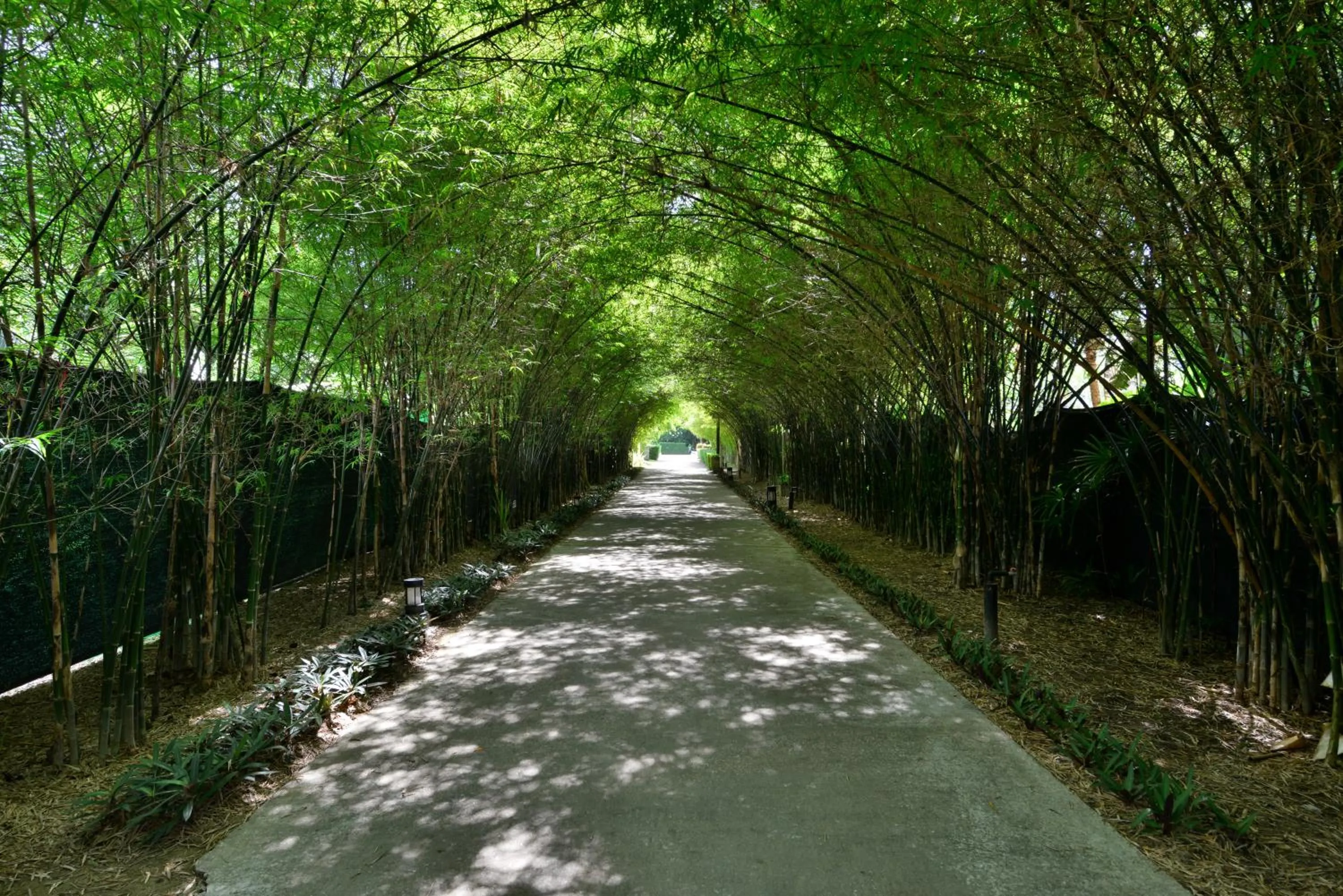 Natural landscape in Twin Lotus Resort and Spa - SHA Plus - Adult Only "November - April"