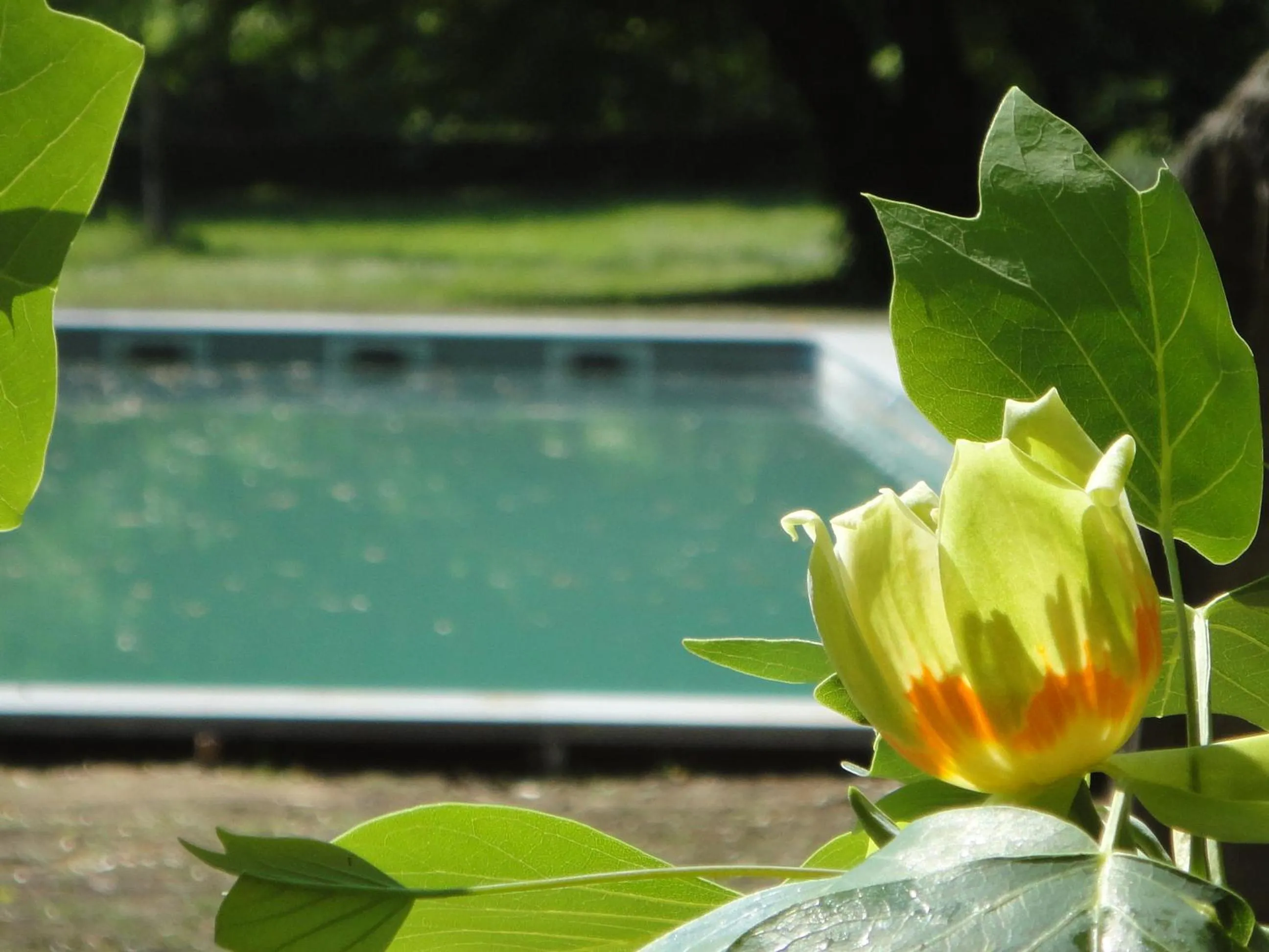 Swimming pool in La Rebière d'Or, B&B et Gîte