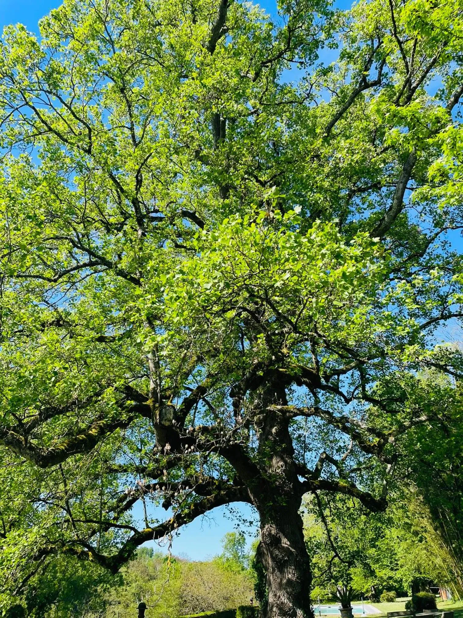Garden view in La Rebière d'Or, B&B et Gîte