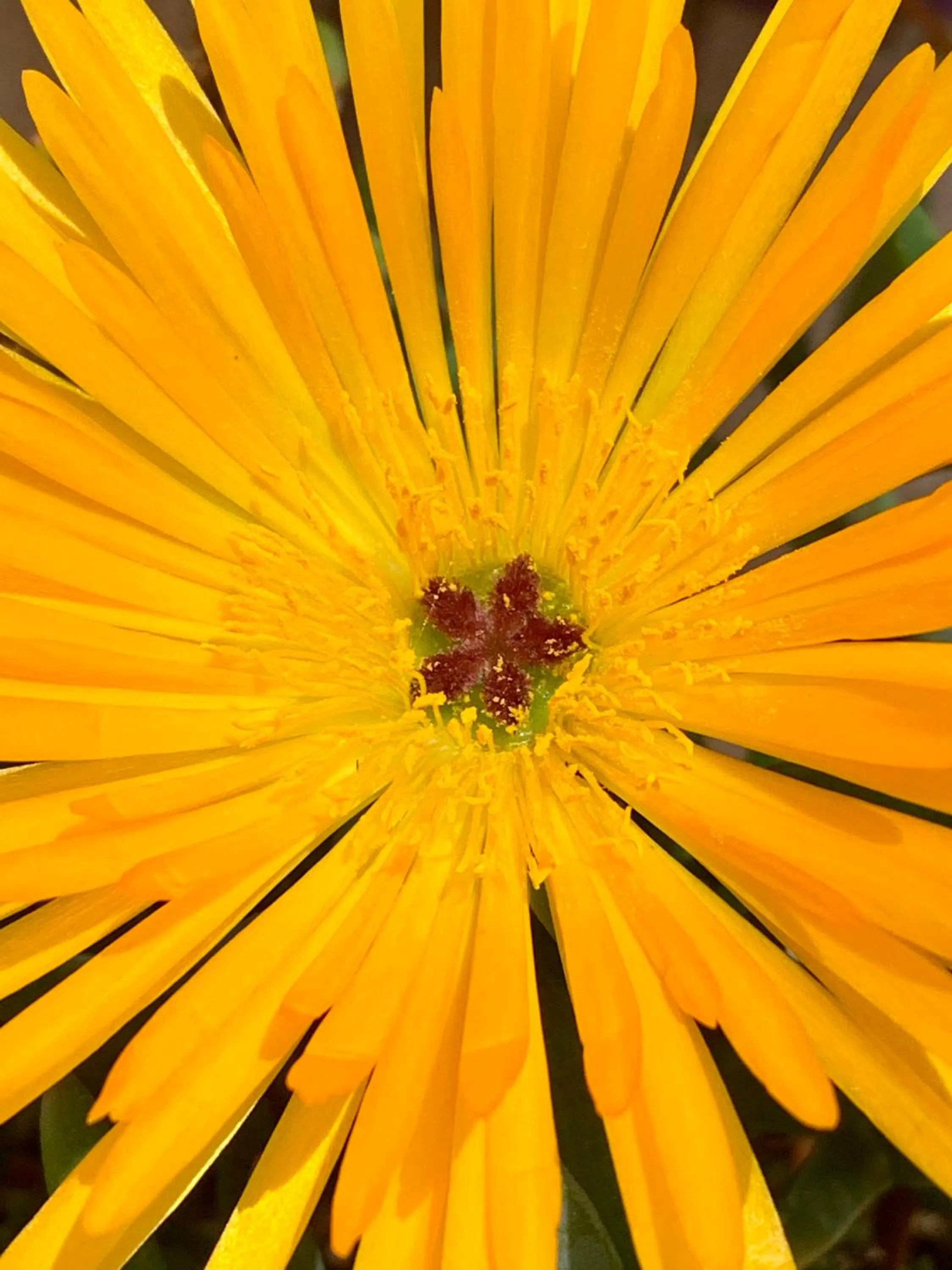 Garden in B&B La Casa Del Sole