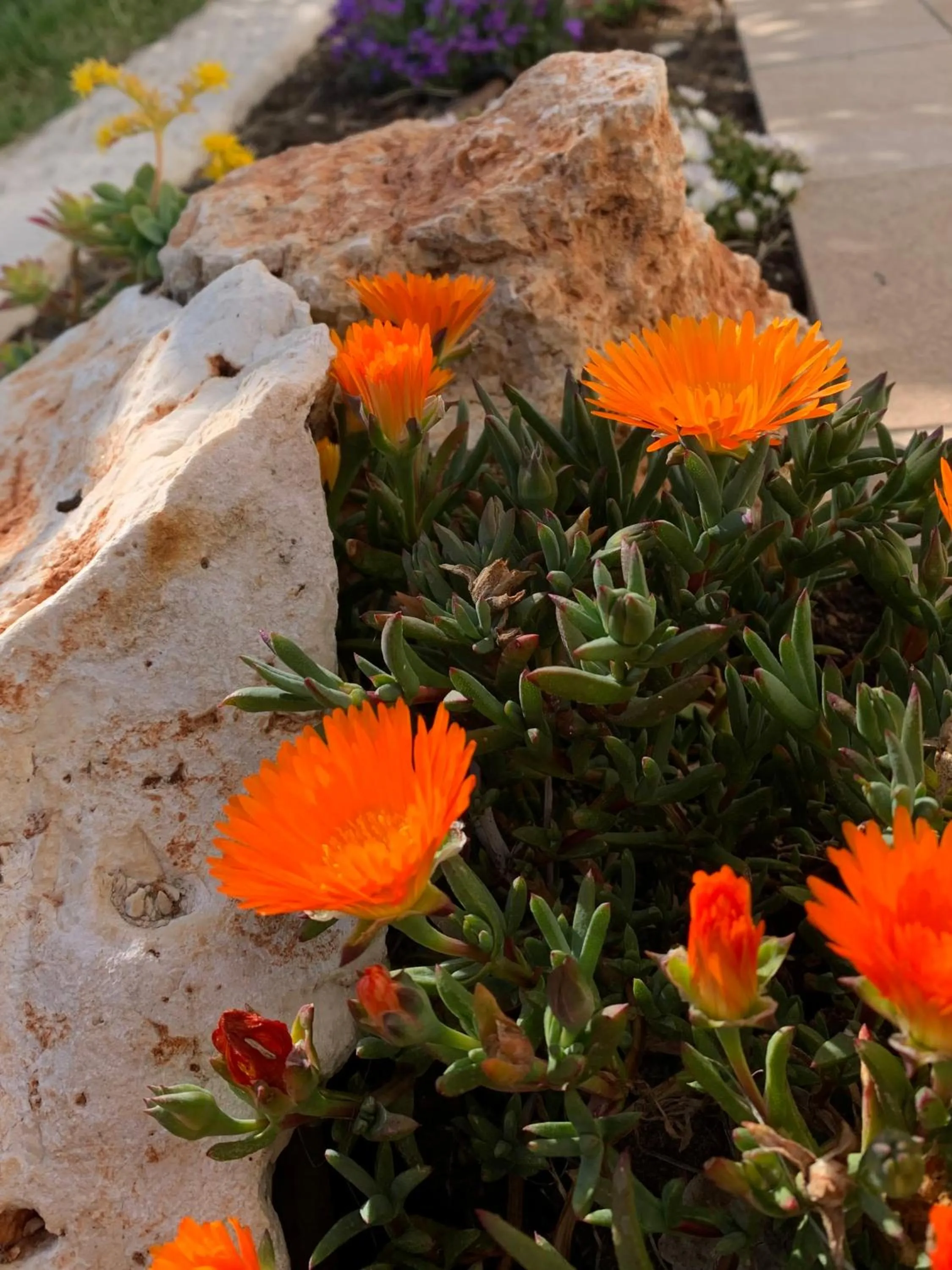 Garden in B&B La Casa Del Sole