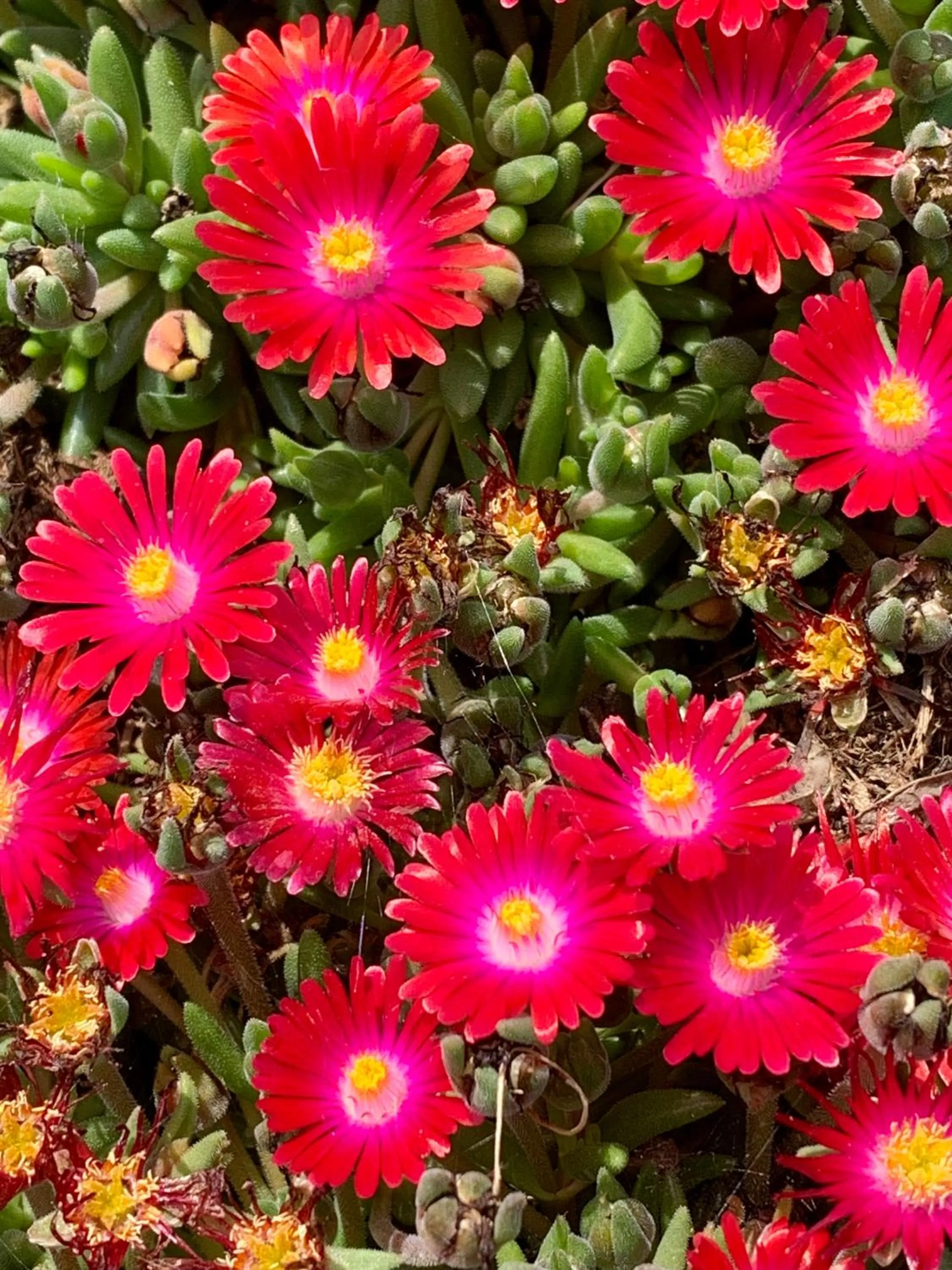 Garden in B&B La Casa Del Sole