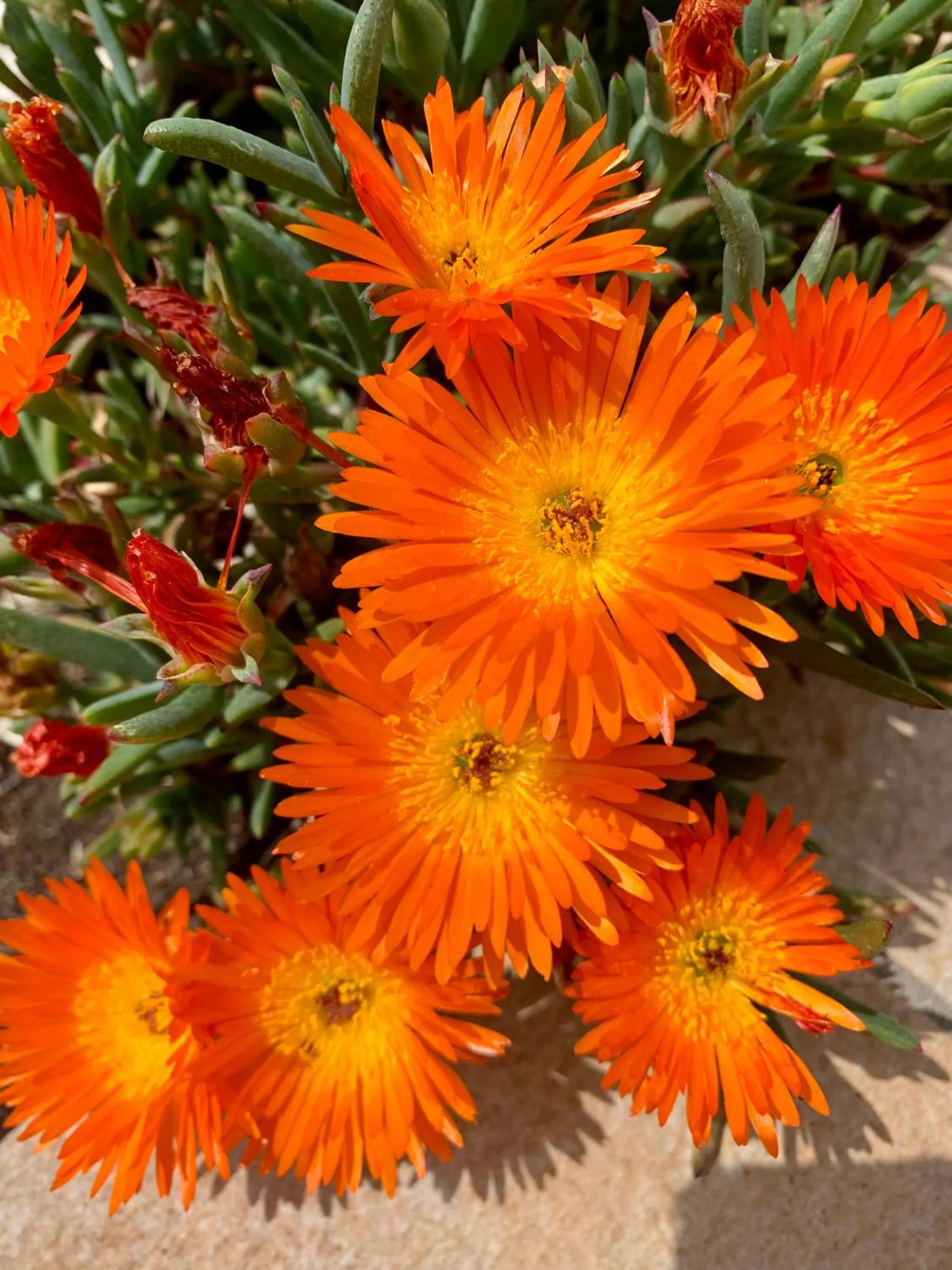 Garden in B&B La Casa Del Sole