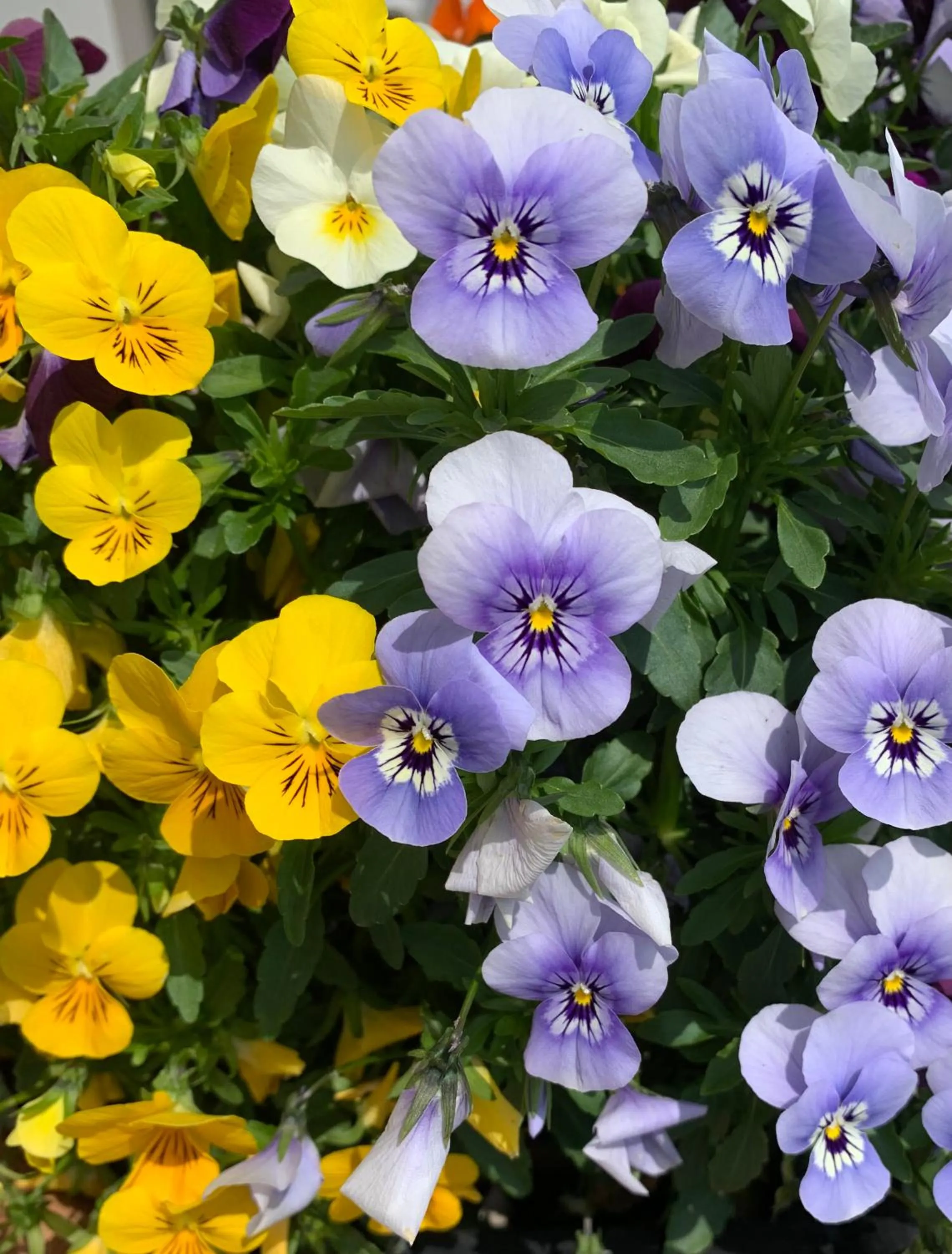 Garden in B&B La Casa Del Sole