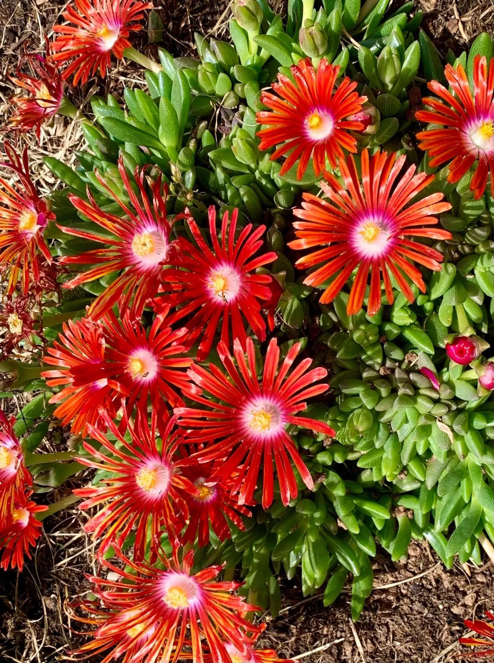 Garden in B&B La Casa Del Sole