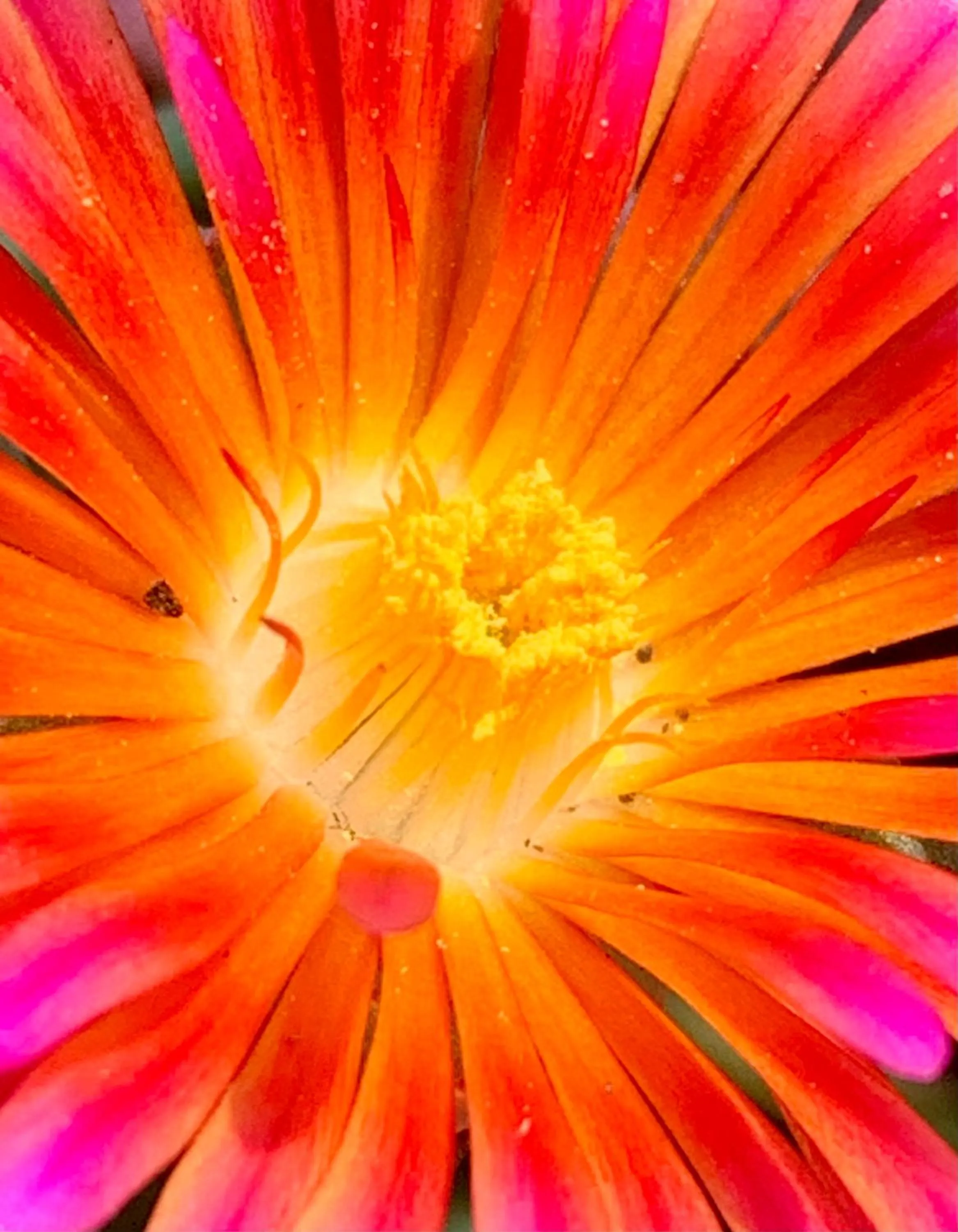 Garden in B&B La Casa Del Sole