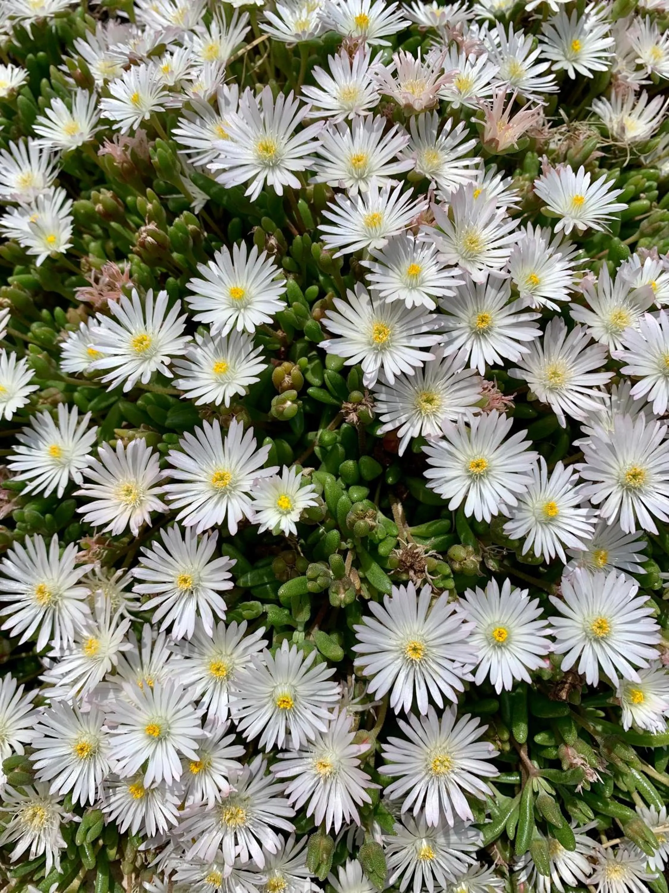 Garden in B&B La Casa Del Sole