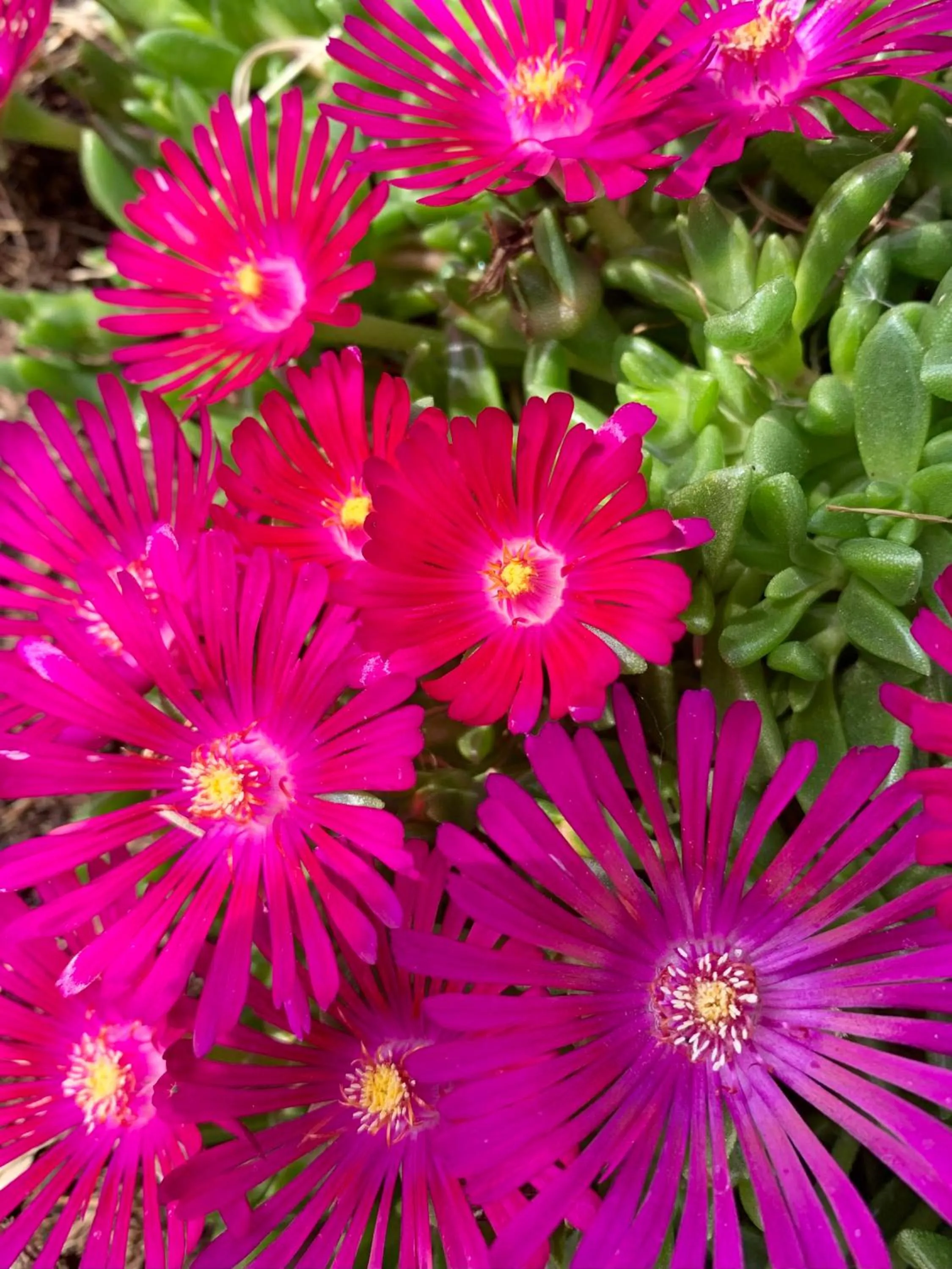 Garden in B&B La Casa Del Sole