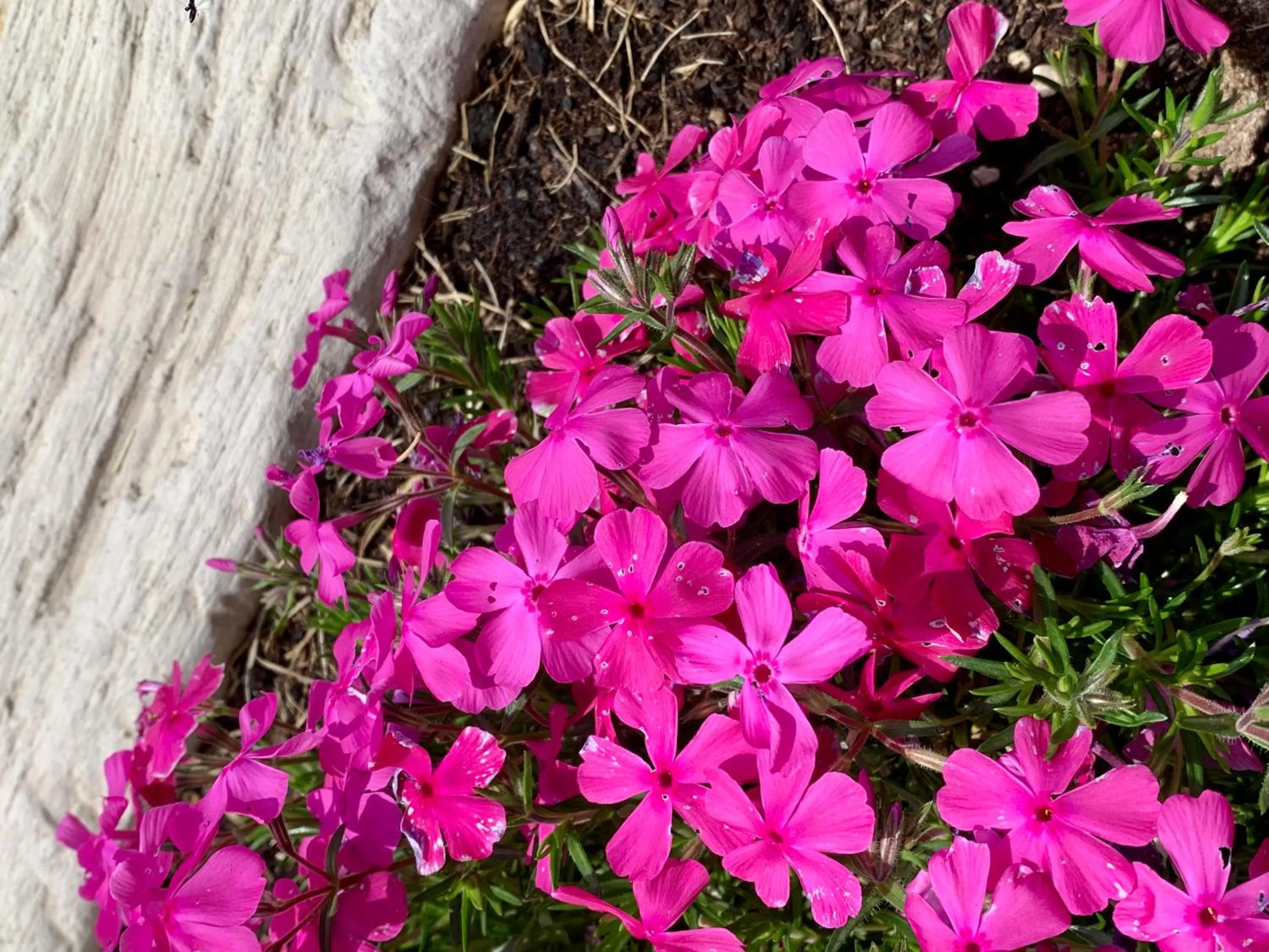 Garden in B&B La Casa Del Sole