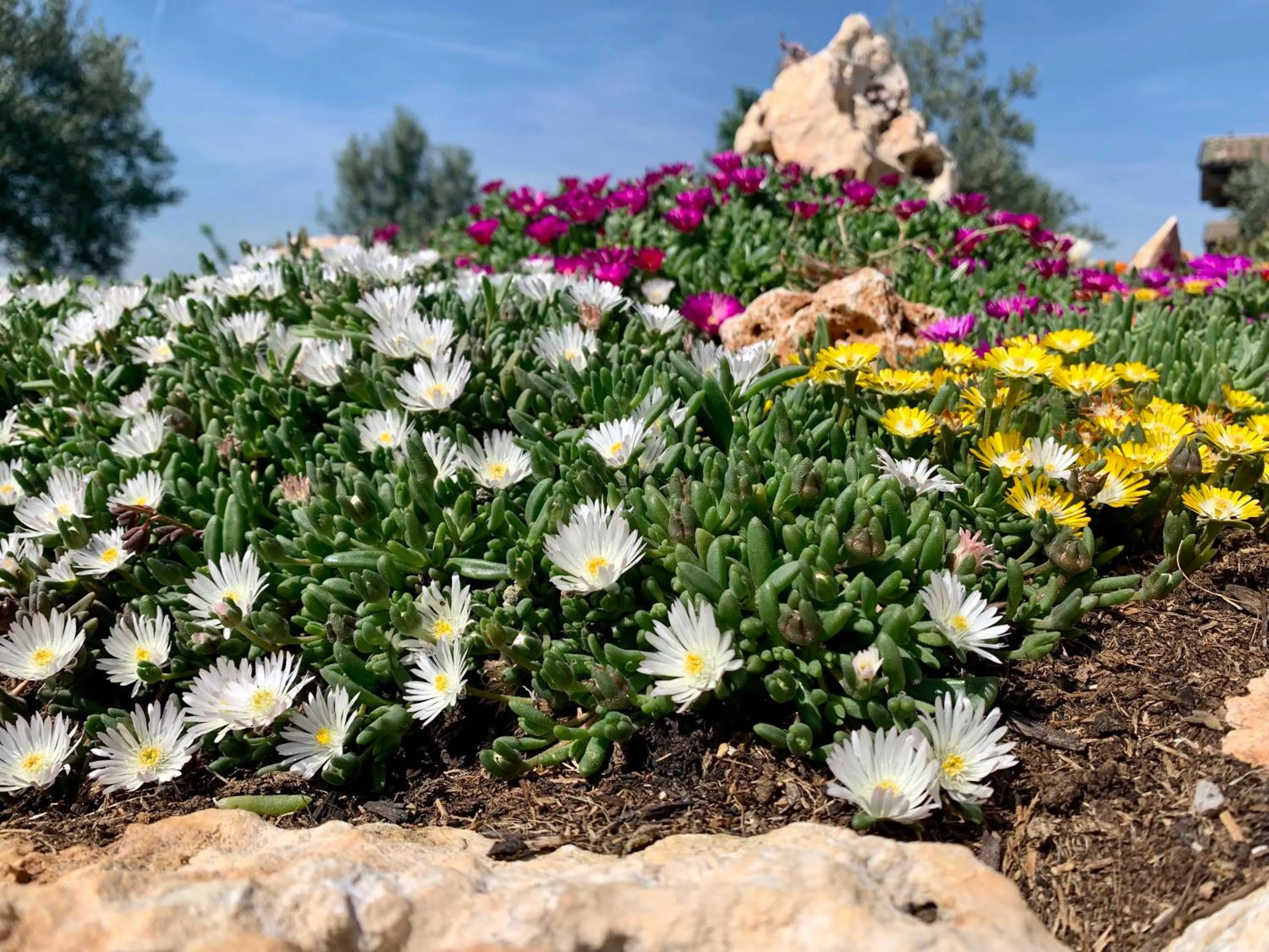 Garden in B&B La Casa Del Sole