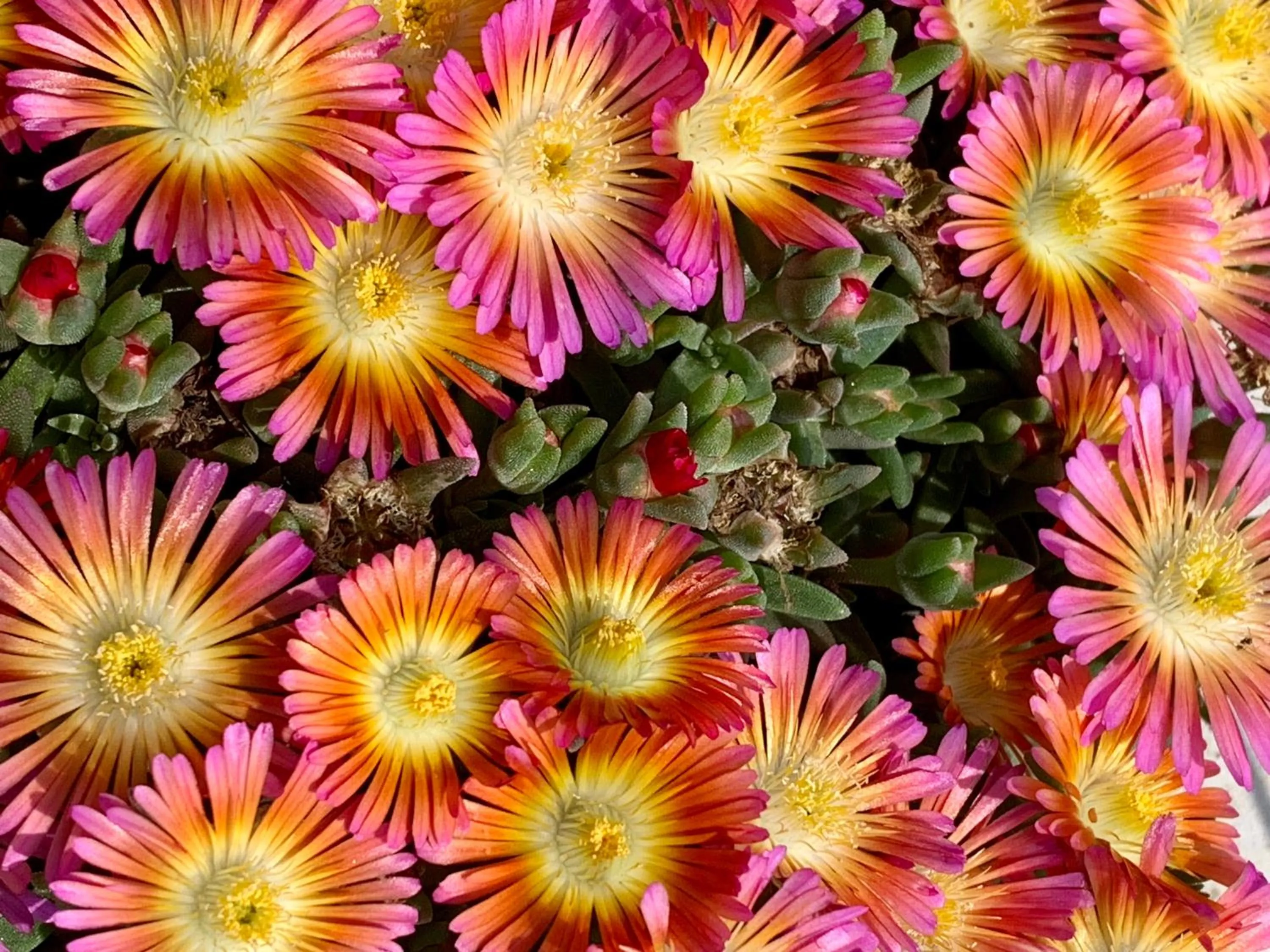 Garden in B&B La Casa Del Sole