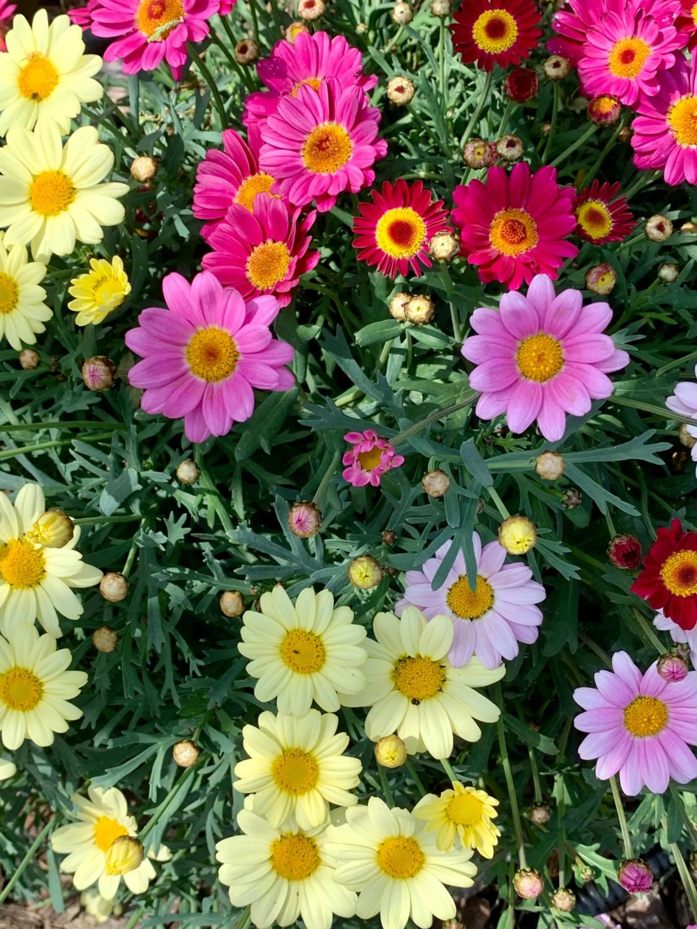 Garden in B&B La Casa Del Sole
