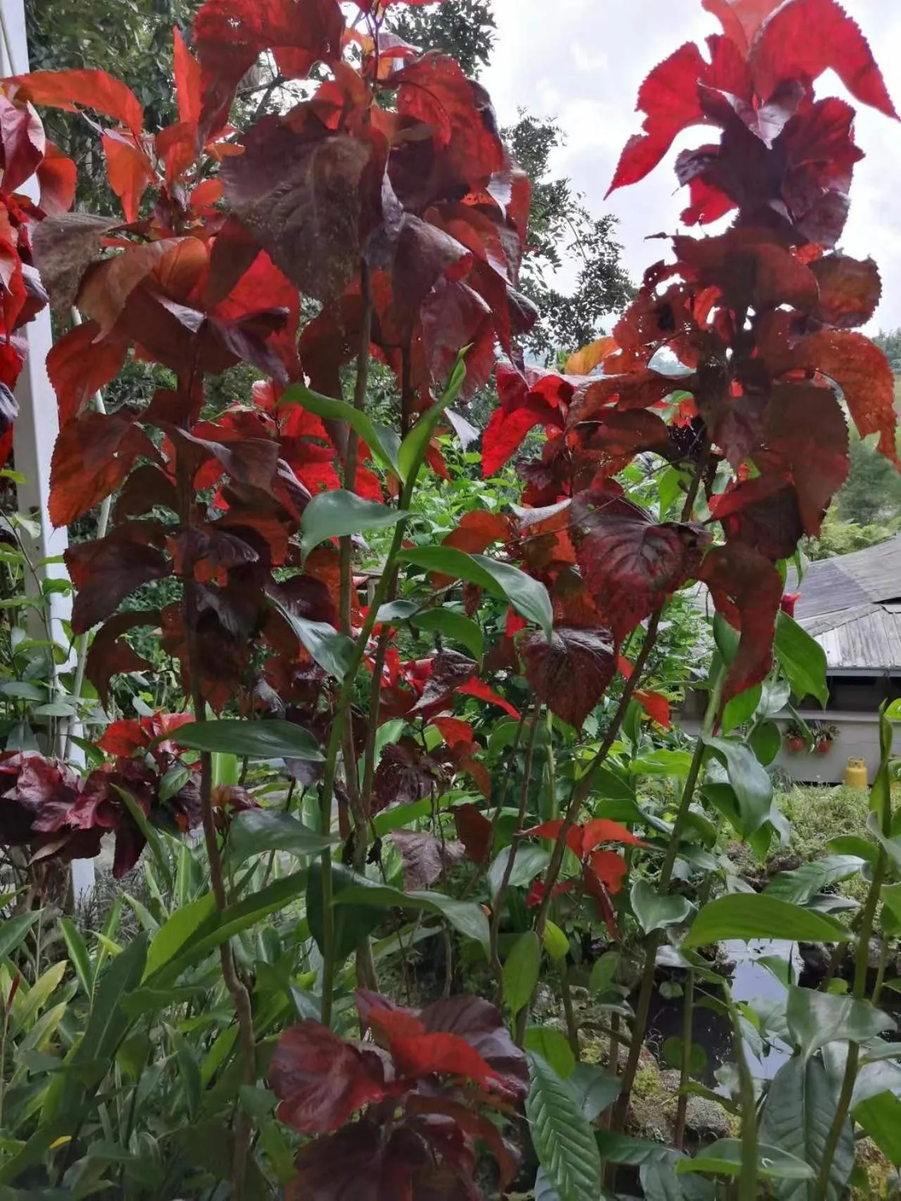 Garden in Moonriver Lodge