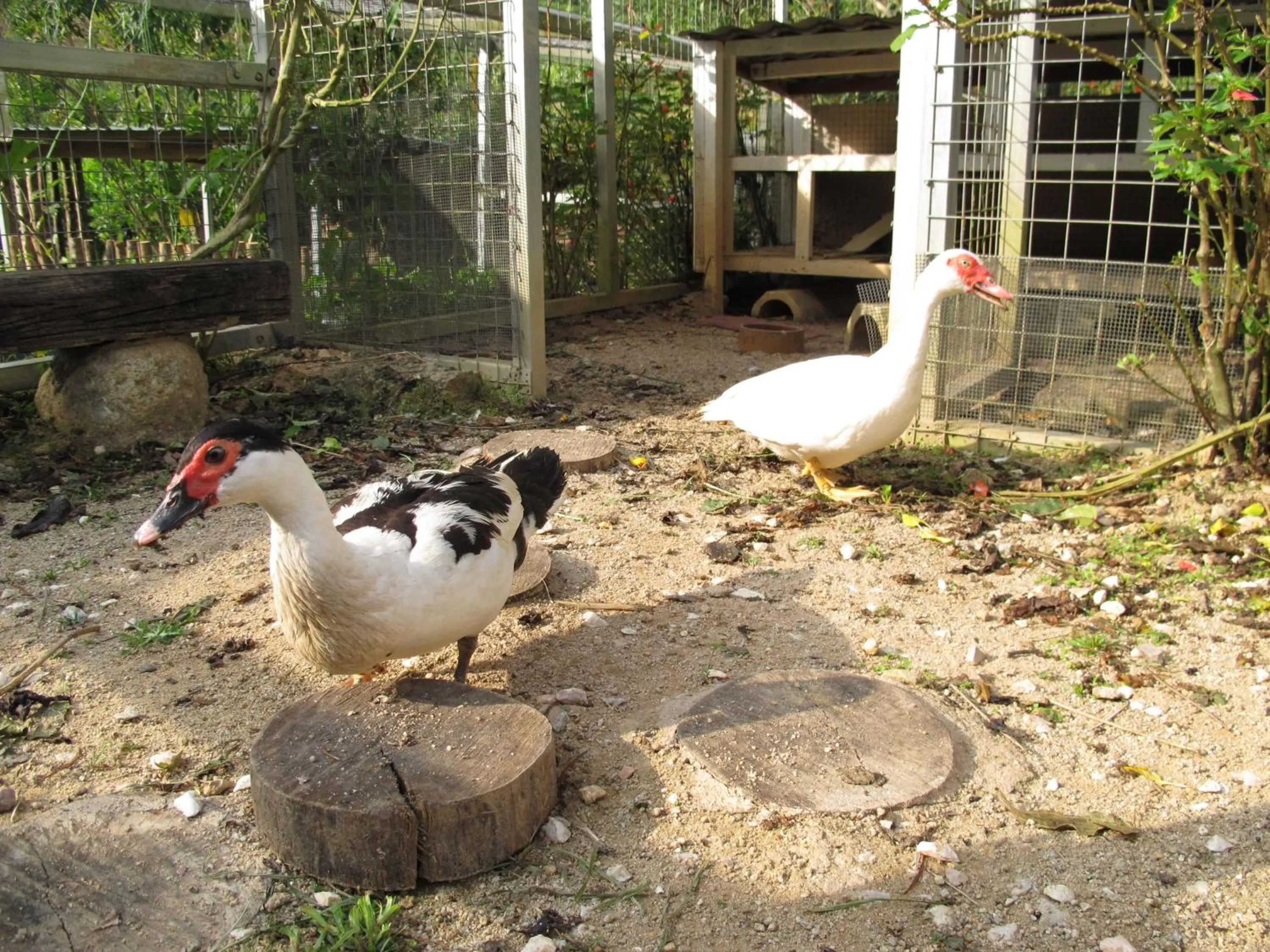 Animals in Moonriver Lodge