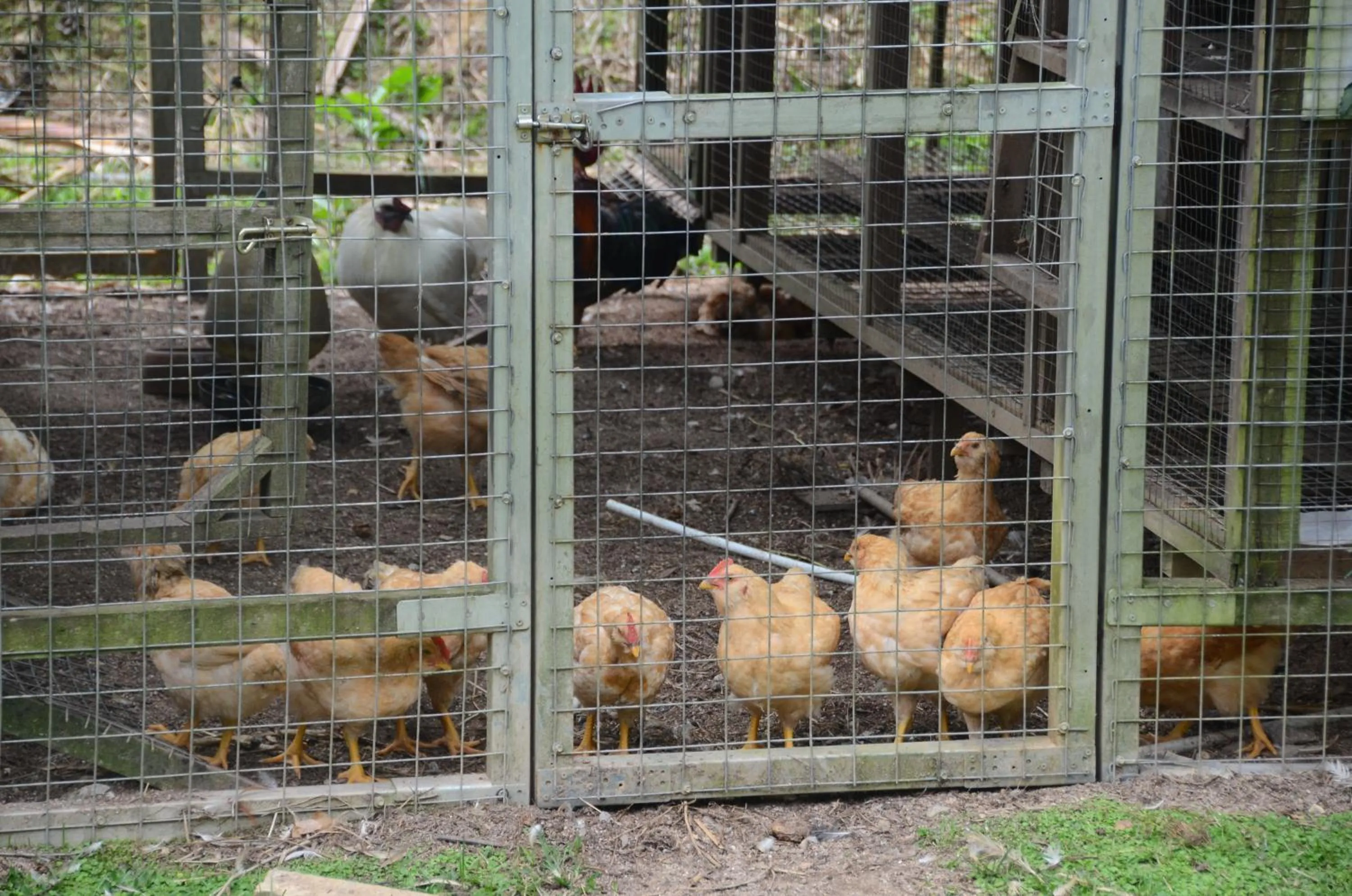 Animals in Moonriver Lodge