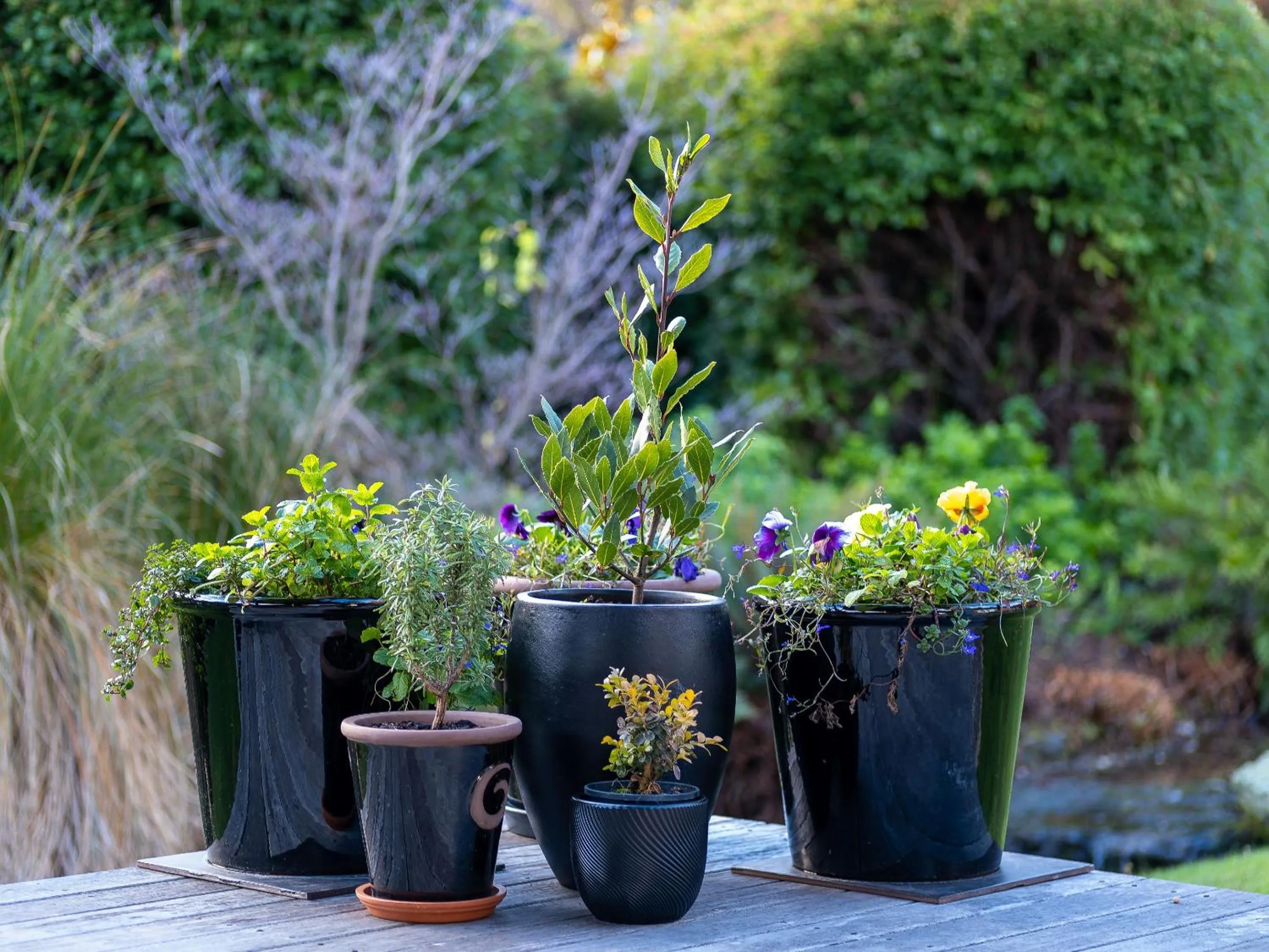 Garden in Wanaka Springs Lodge