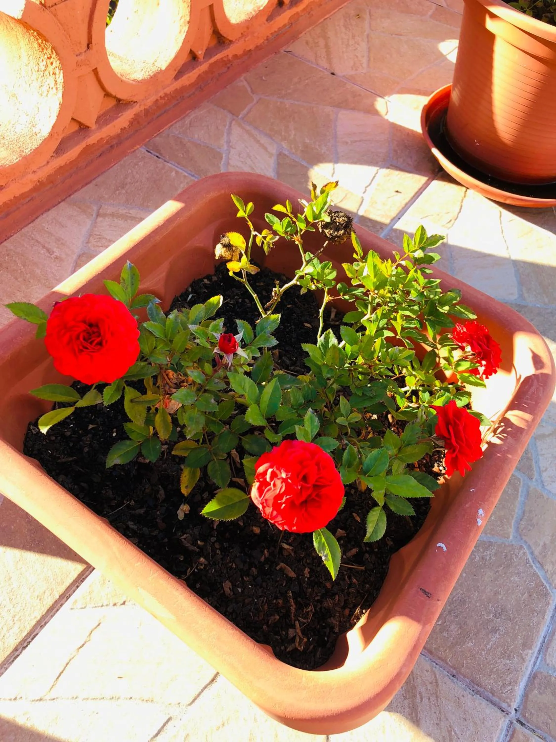 Garden in HaoBo Porto Center