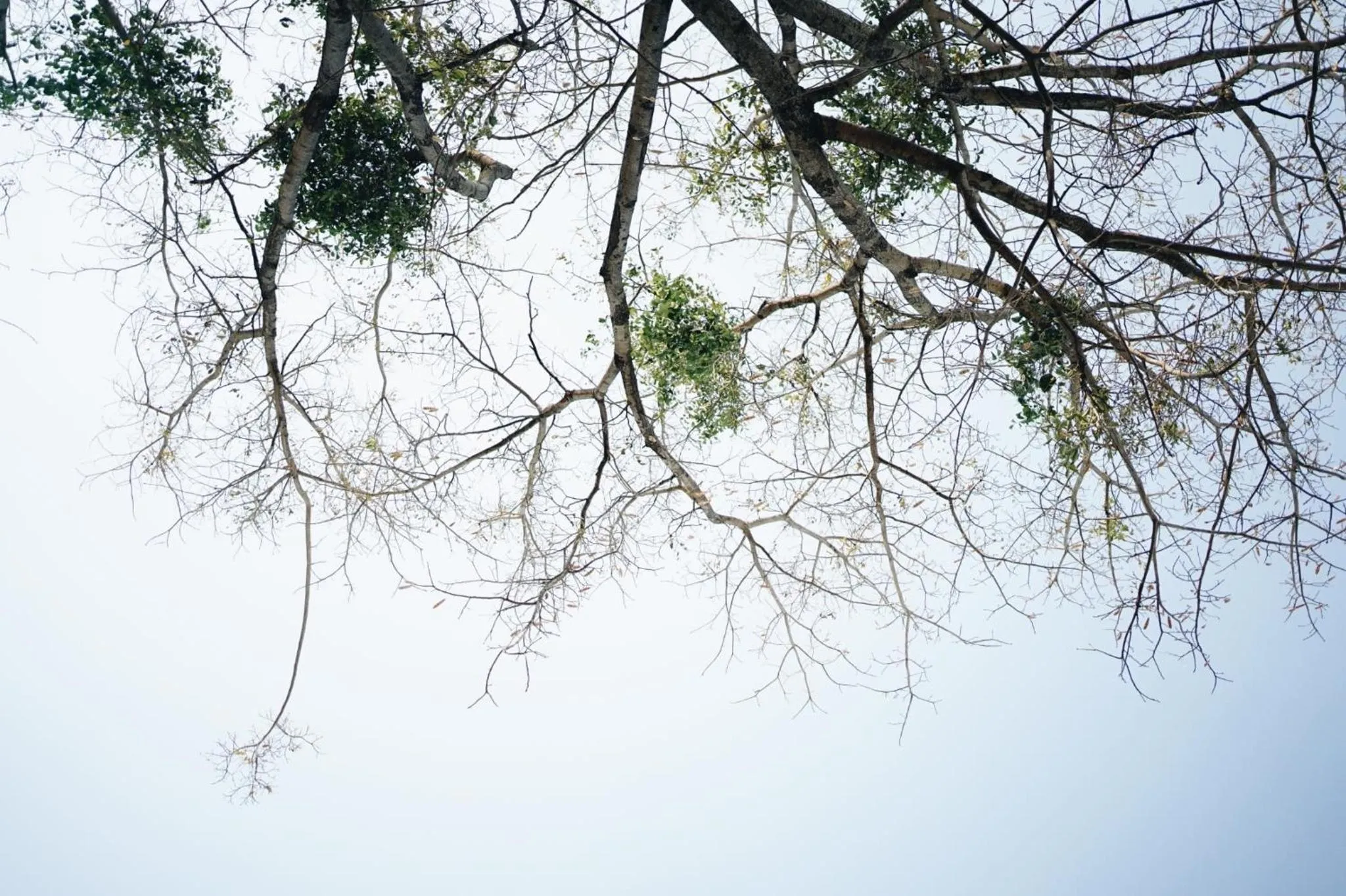 Palm Crescent Hua Hin