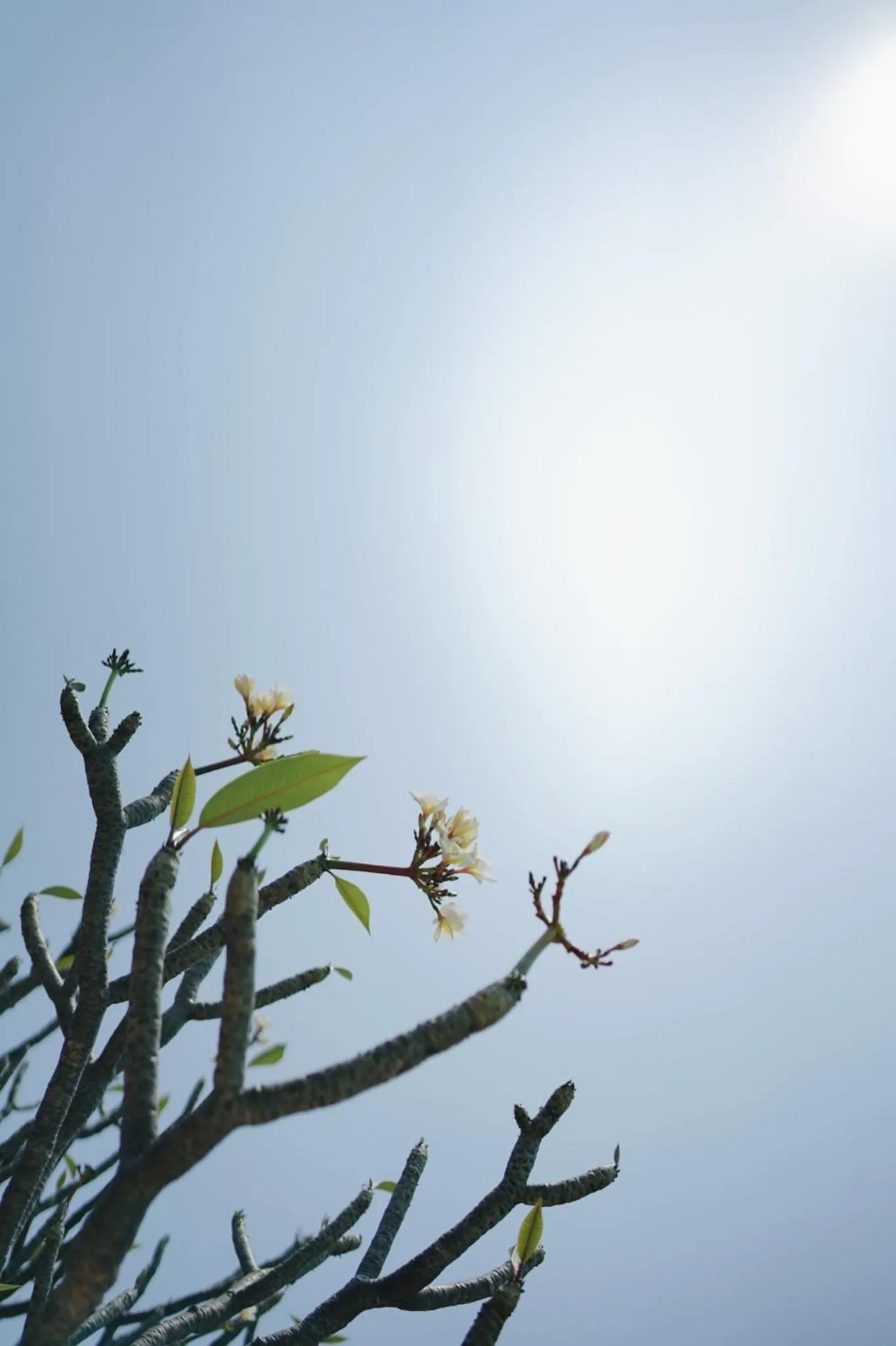 Palm Crescent Hua Hin