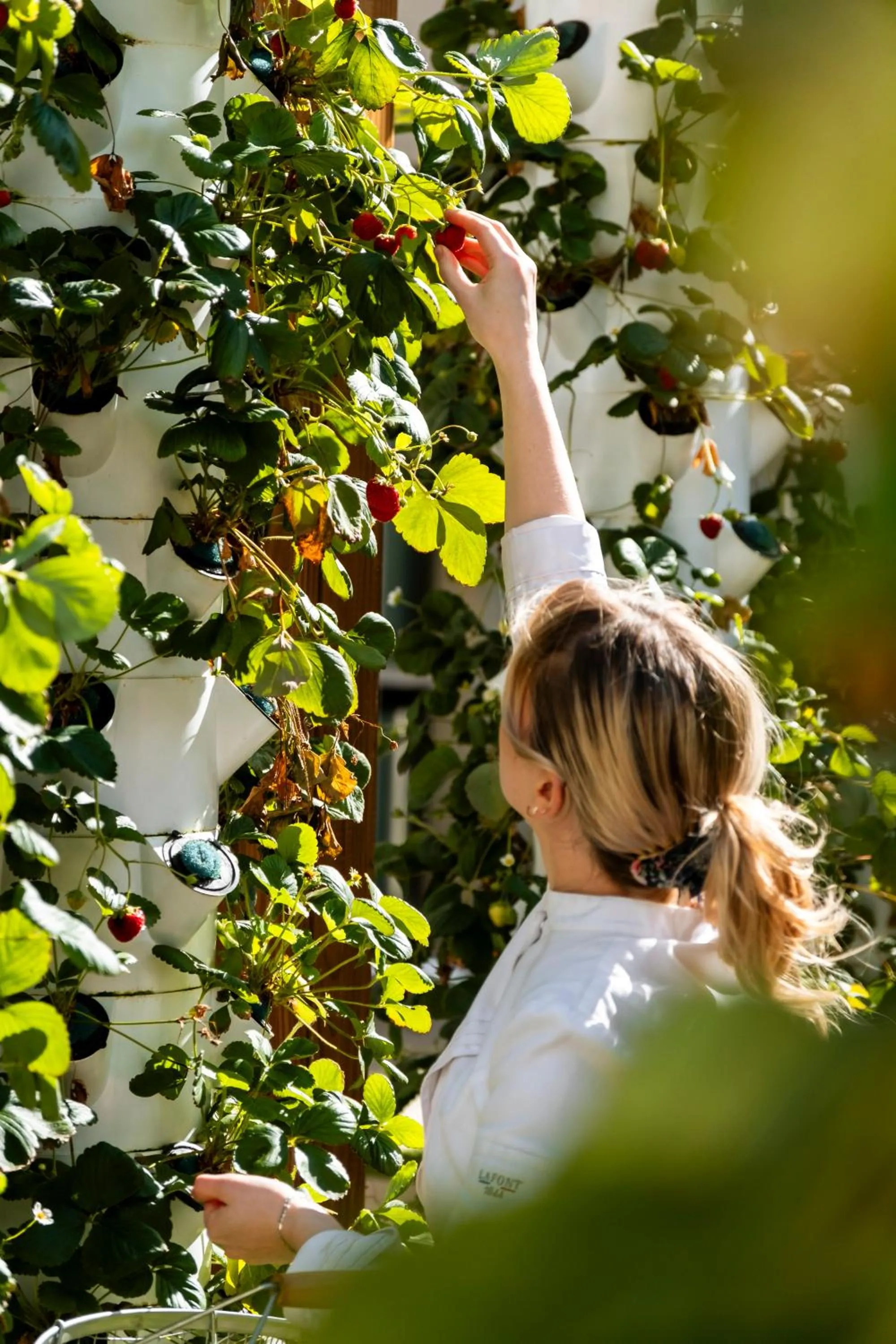 Restaurant/places to eat in Mercure Villefranche-sur-Saône