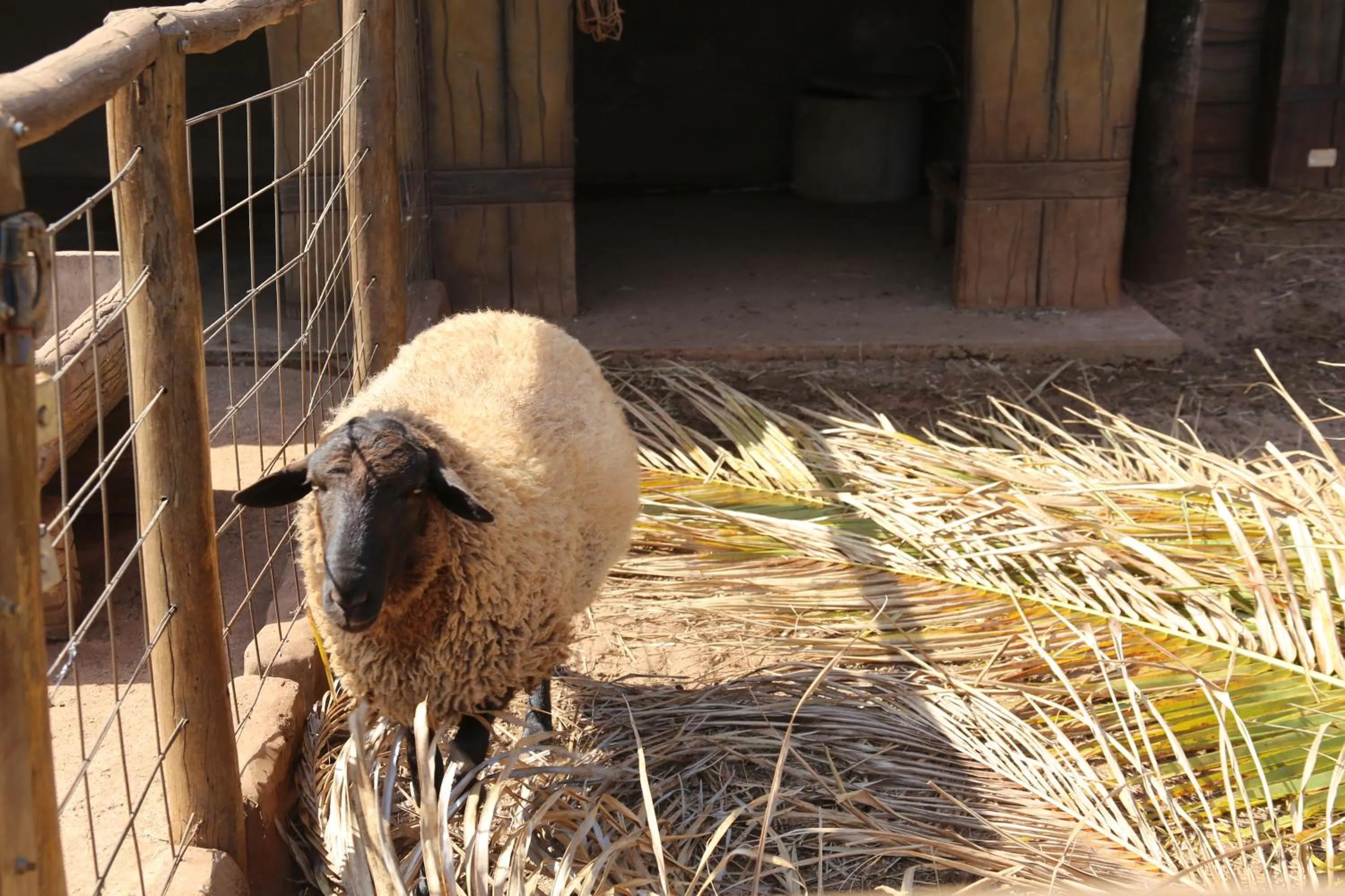 Animals in Carpe Diem Eco Resort Olímpia