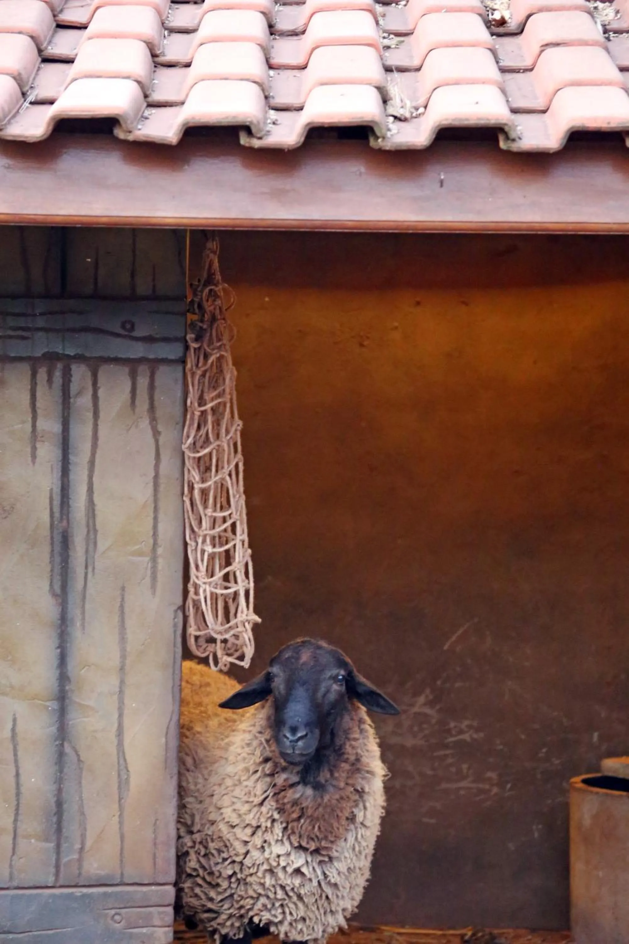 Animals in Carpe Diem Eco Resort Olímpia