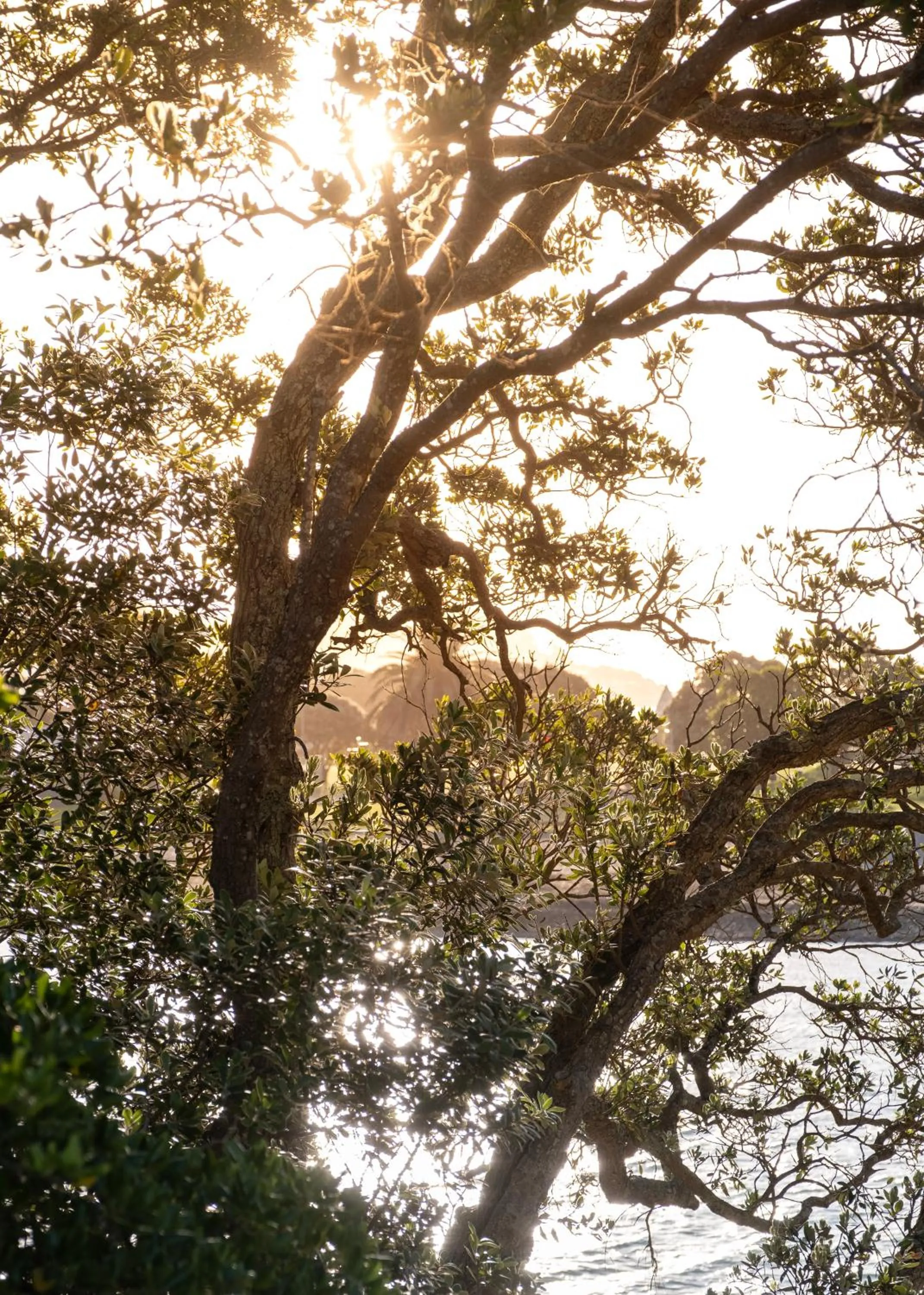 Bow Street Apartments & Cottage