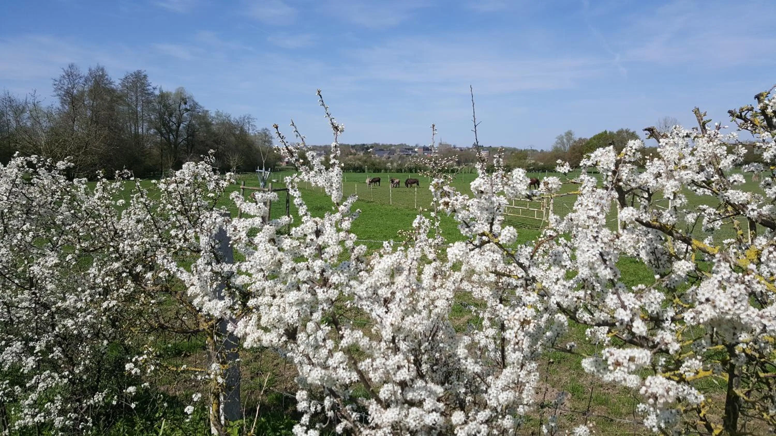 Spring in Les Mout'Anes