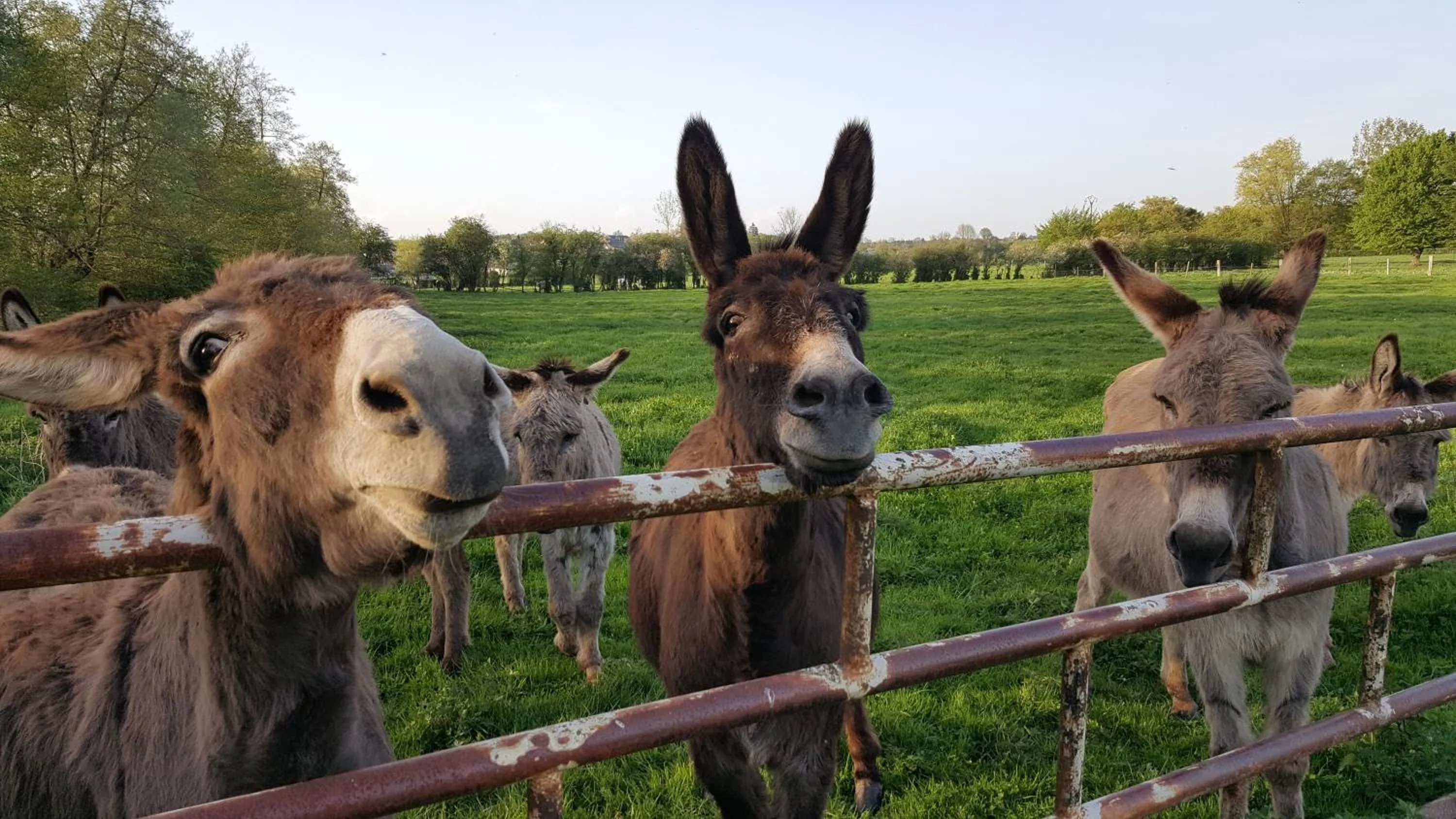 Animals in Les Mout'Anes