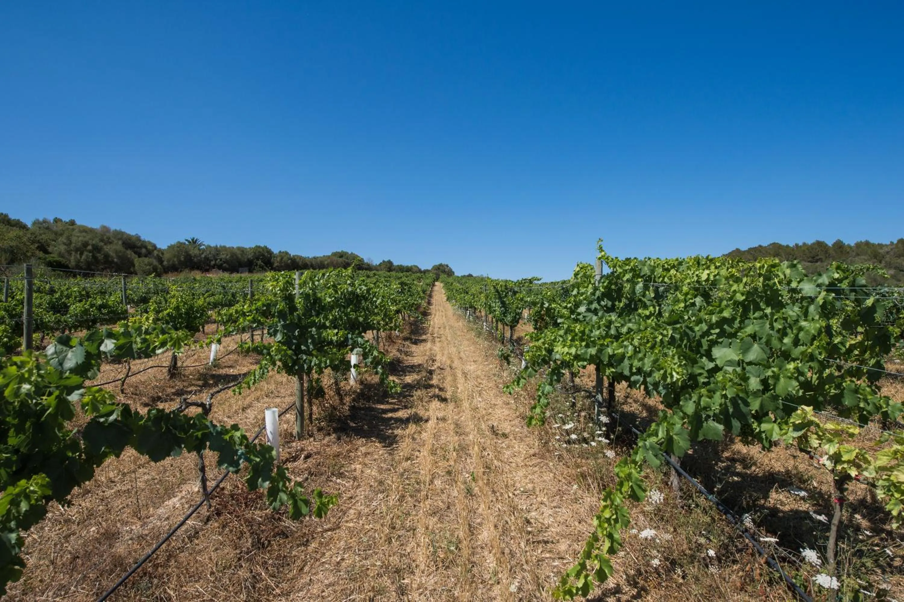 Garden in Agroturismo Can Feliu