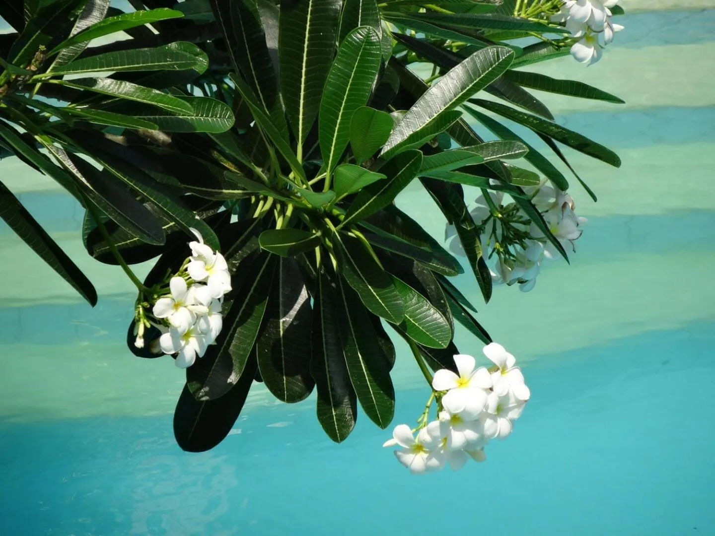 Swimming pool in Villa Jati Mangsit