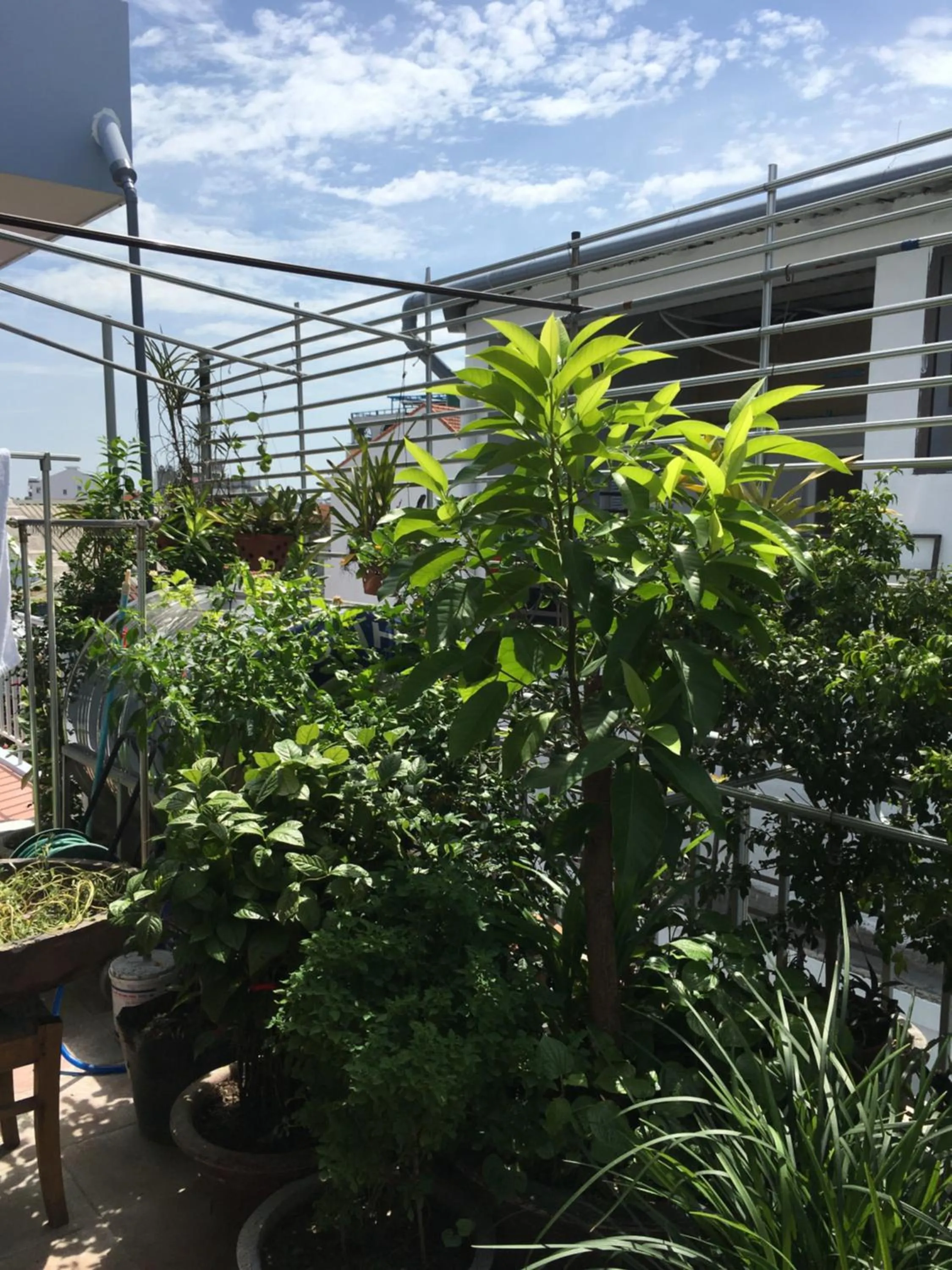 Garden view in Maily Hostel