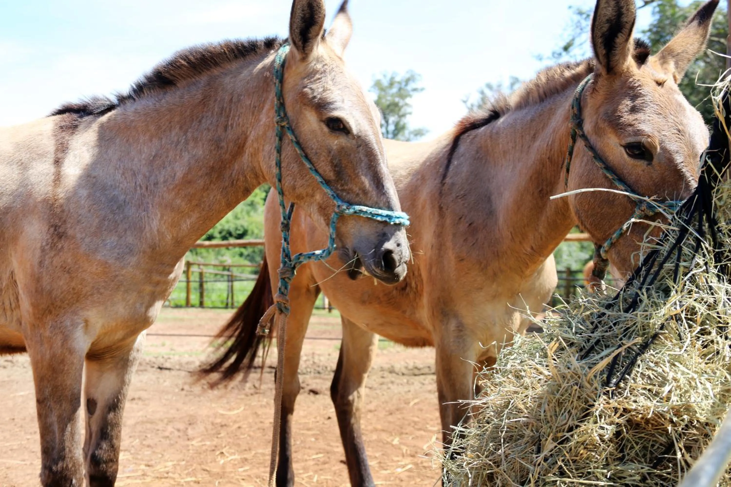 Pets in Monte Carlo Pousada