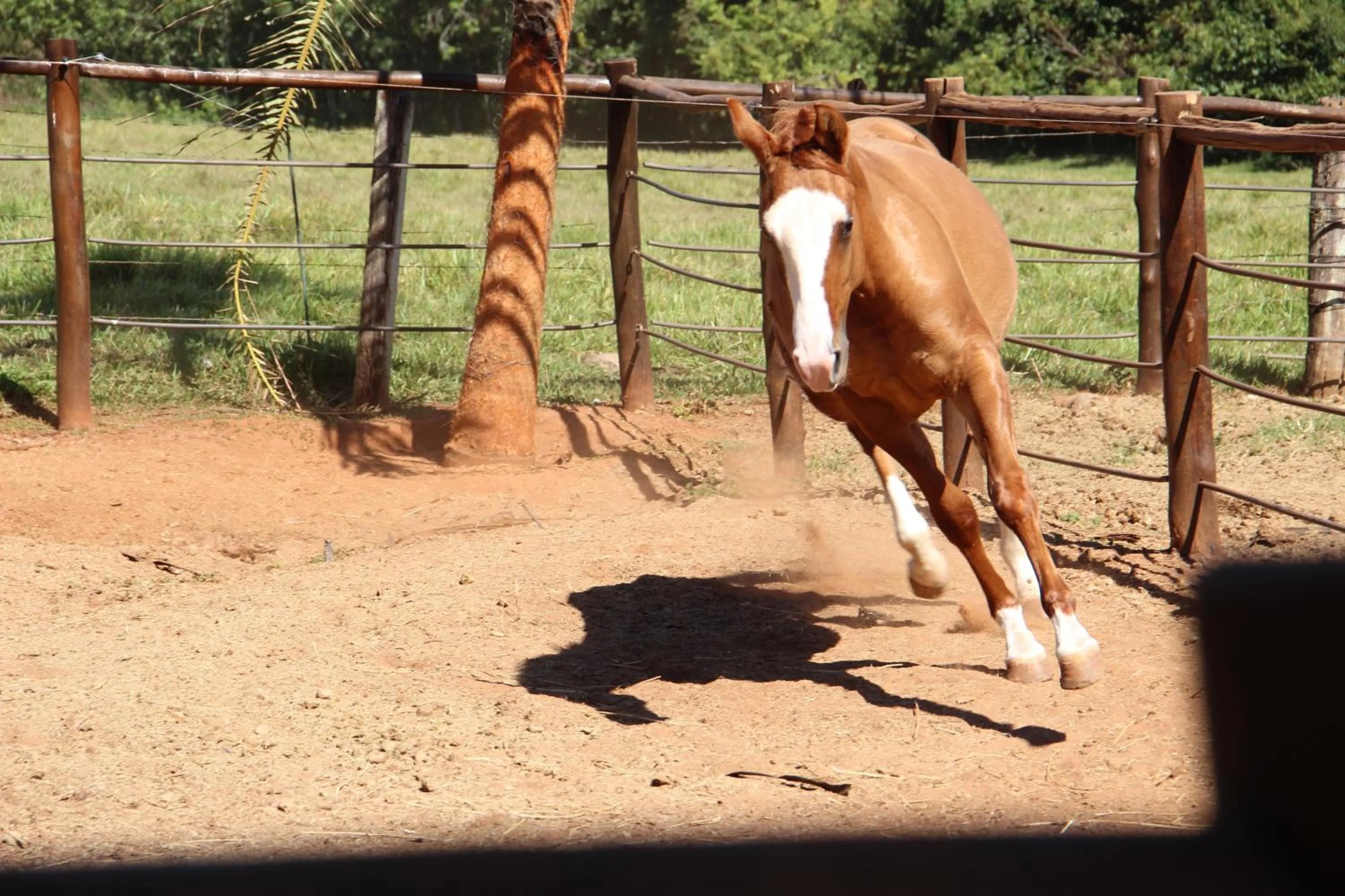 Pets in Monte Carlo Pousada