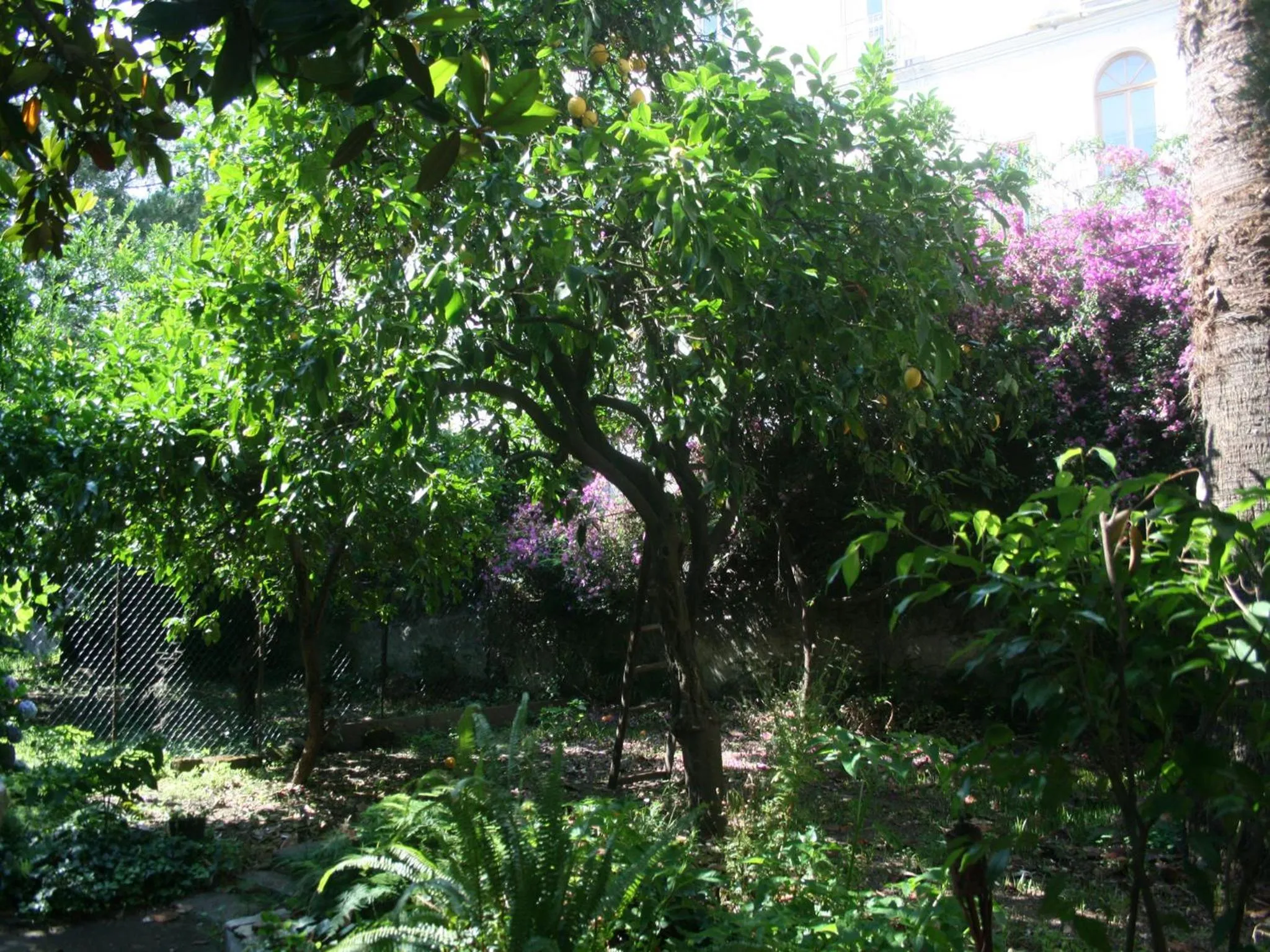 Garden in Il Giardino di Tonia - Oplontis Guest House - Bed & Garden -