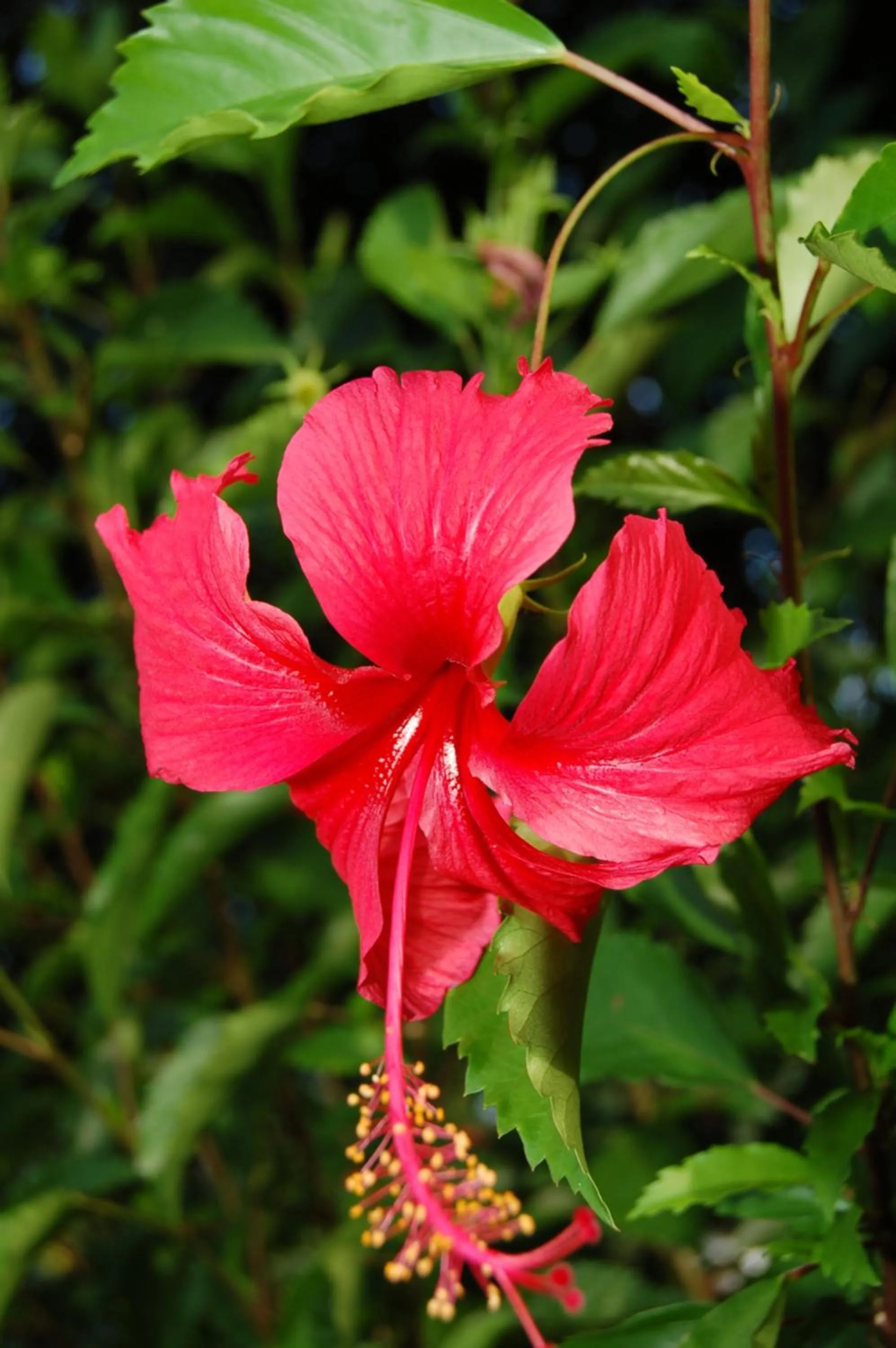 Other in Marcosas Cottages Resort