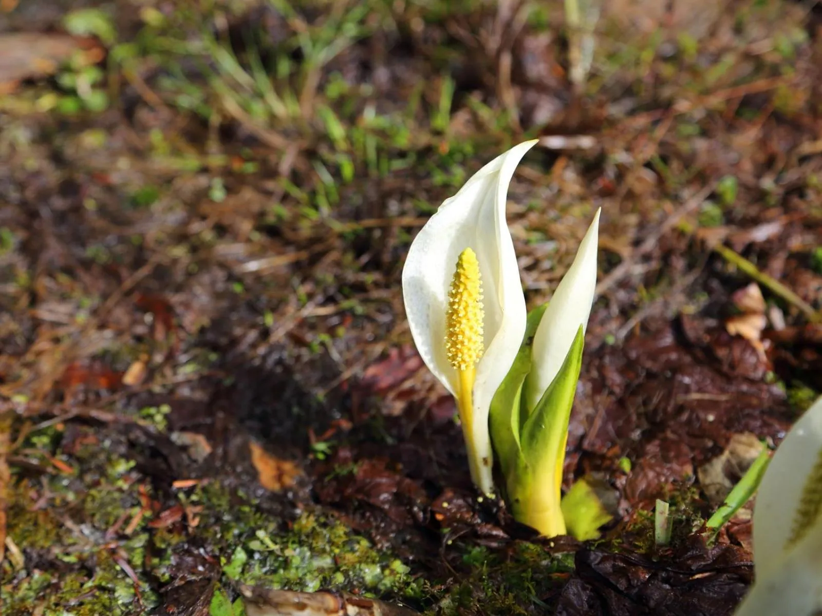 Spring in Apprising hotels GranJam Tsugaike