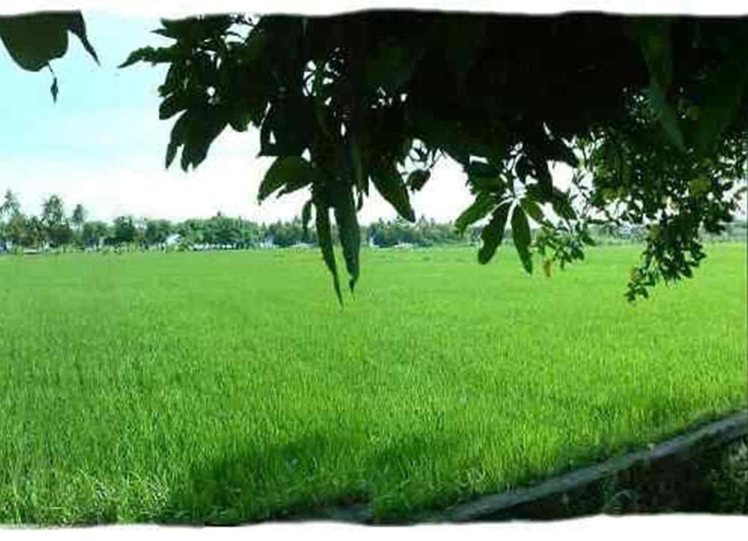 Natural landscape in Sawah Lovina