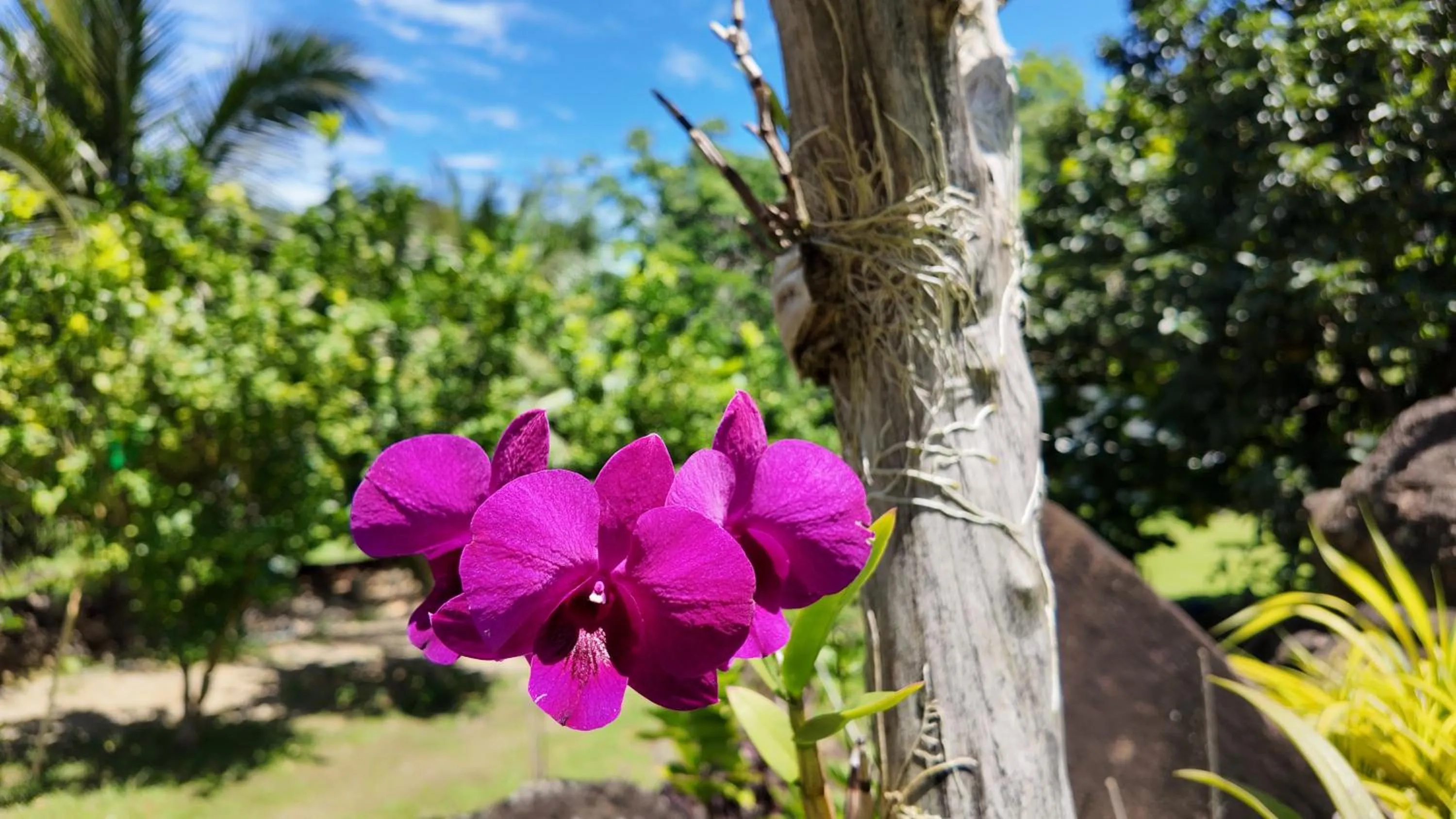 Garden in Tongatok Cliff Resort